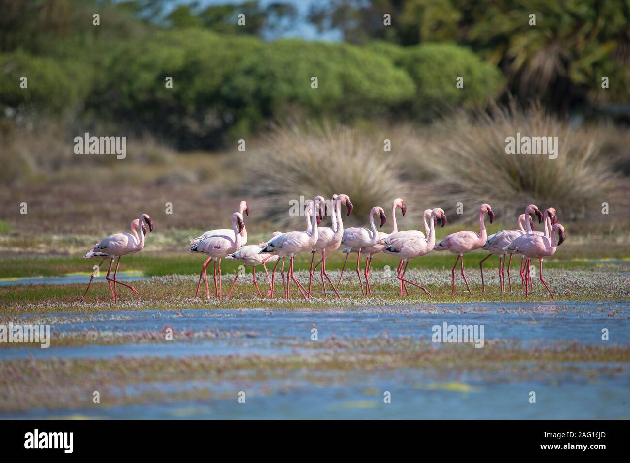 Flamingos oder Flamingos stehen im seichten Wasser in der Lagune im Frühjahr an der West Coast National Park, Western Cape, Südafrika Stockfoto