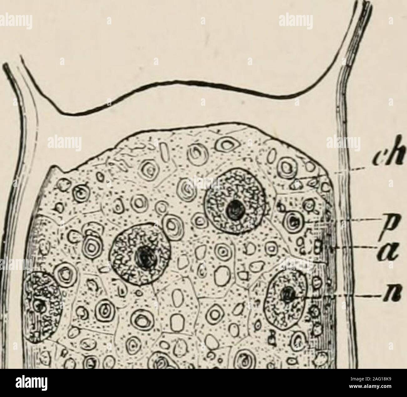 . Die Zelle; Grundzüge der allgemeinen Anatomie und Physiologie. Abb. 18.- (nach Paul Mayer, von Korschelt, Abb. 12.) EIN Stück des siebten Holldorf - dage eines jungen Phromma, 5 mm in der Länge (x90). B ein Stück des sechsten Anhängsel der ahalf-gewachsen Phronimelln (x90). C eine Gruppe von Zellen aus einer Drüse in der sechsten Anhängsel ofa Phronimella; der Kern wird nur angezeigt, in zwei Zellen (x90). Aktionsbereich (Vorticella), und manchmal ist es sehr stark verzweigte, Stretching in das Protoplasma in jede Richtung (Abb. 18 B, C). Diese letztere Form vor allem in der großen gland-Zellen von manyinsects (in der Malpighian Rohre, Stockfoto