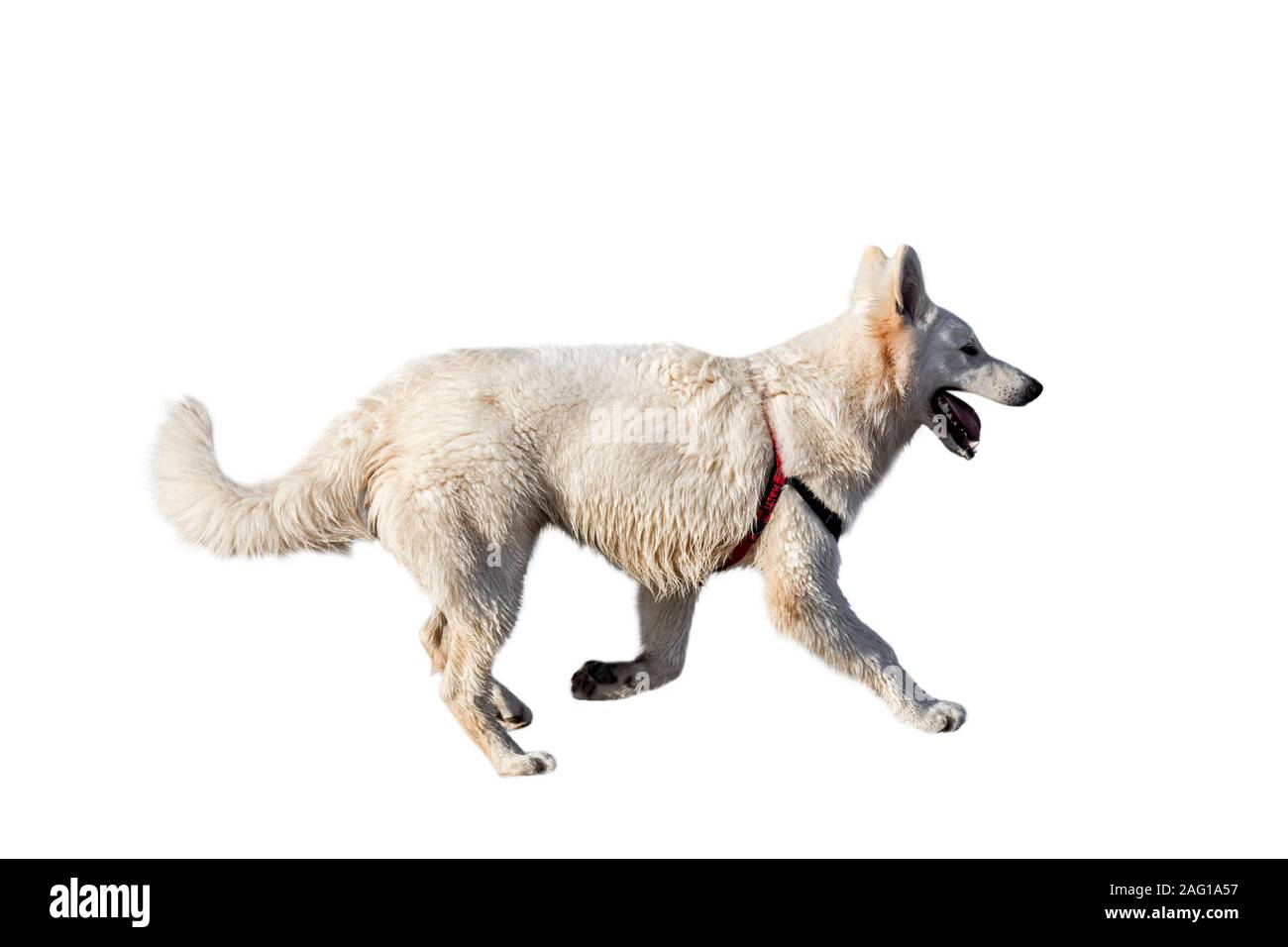 Berger Blanc Suisse/Weisser Schweizer Schäferhund, weisse Form der Deutsche Schäferhund gegen weiße Hintergrund Stockfoto