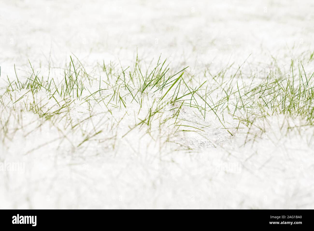 Grünes Gras unter weißen Schnee. Frühling Hintergrund. Erste Gras mit Schnee bedeckt. Erster Schnee auf dem Rasen. Stockfoto