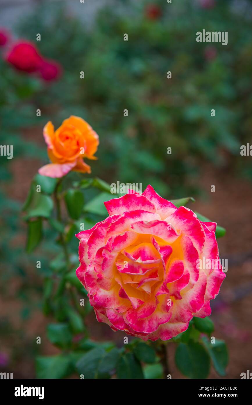Rosen. Stockfoto