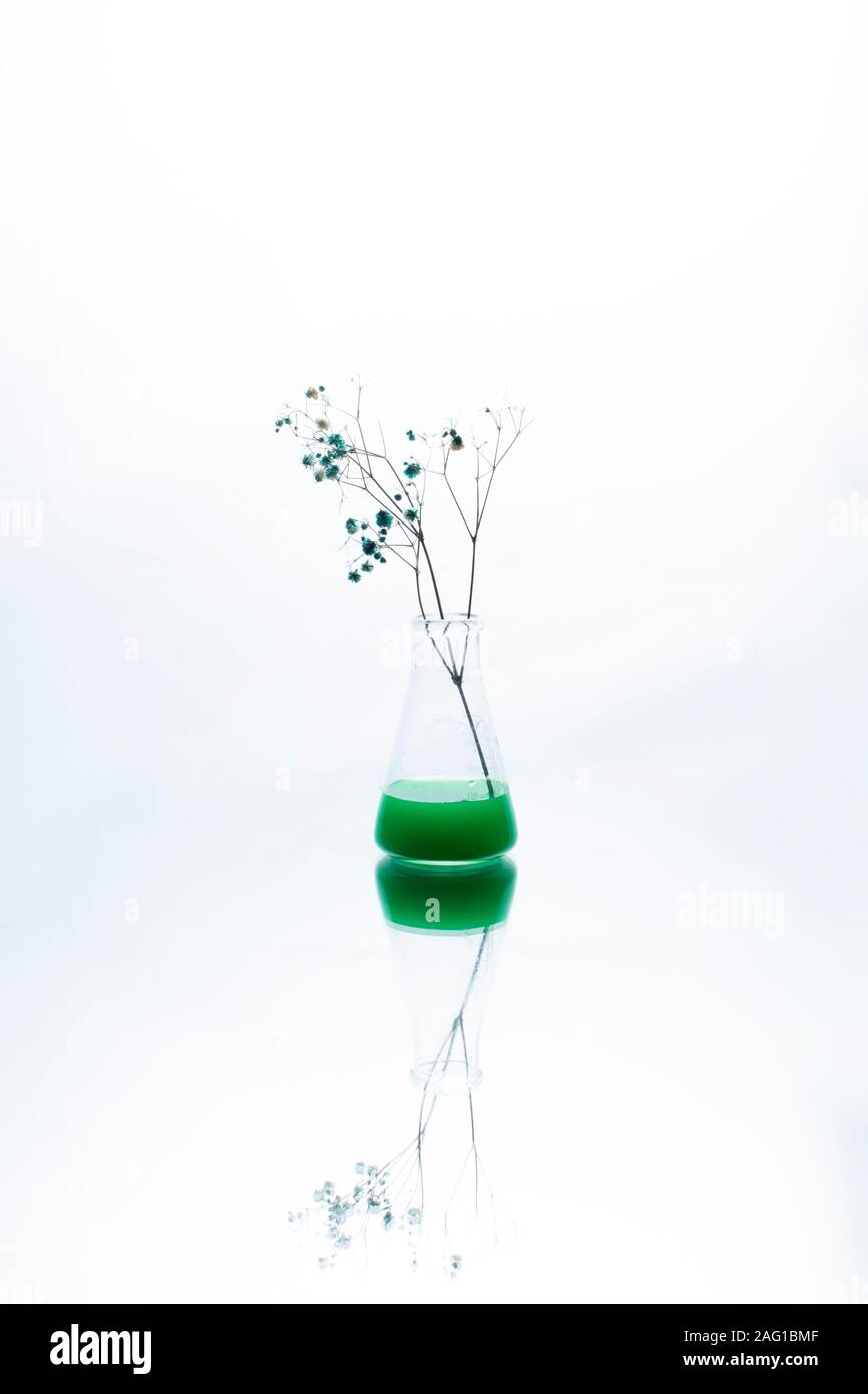 Zweig der Wildblumen im Labor Becher mit grüner Flüssigkeit und Rauch. Stockfoto