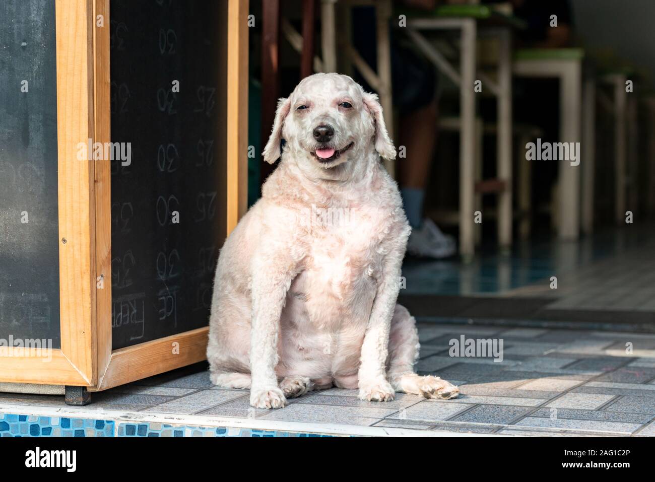 Übergewicht outbred glücklicher Hund lächelnd sitzen auf dem Boden Thailand Stockfoto
