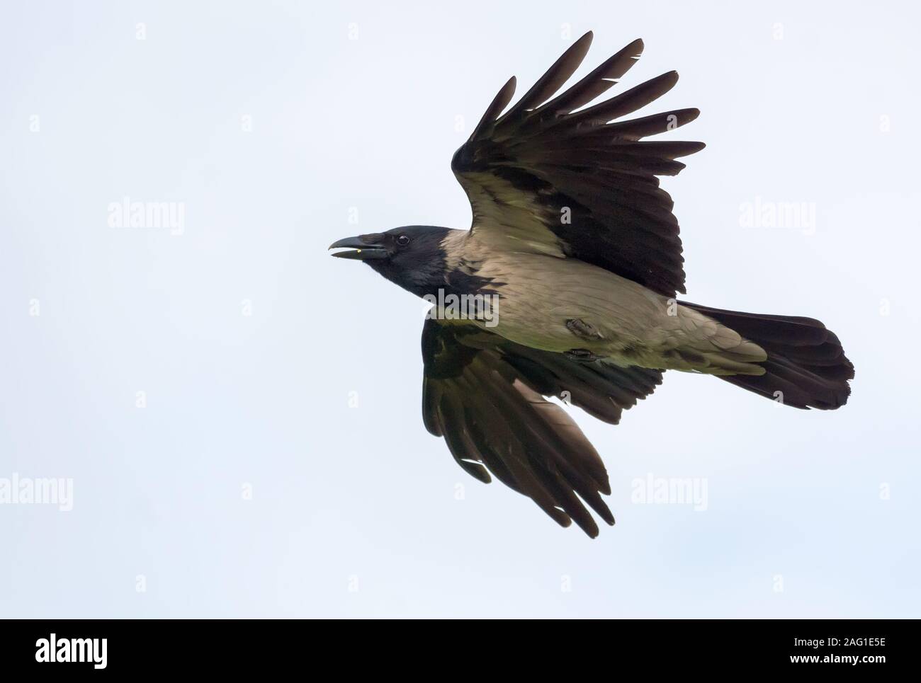 Wütend Nebelkrähe Fliegen in hellen Himmel mit gestreckten Flügeln und offenen Schnabel Stockfoto