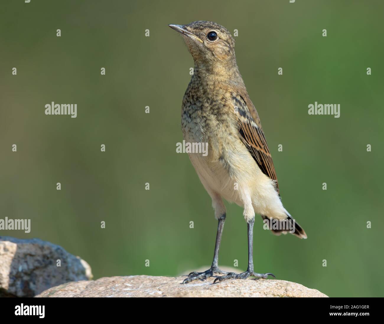 Junge nördlichen Steinschmätzer aufrecht steht auf Rock im Sommer Brutzeit Stockfoto