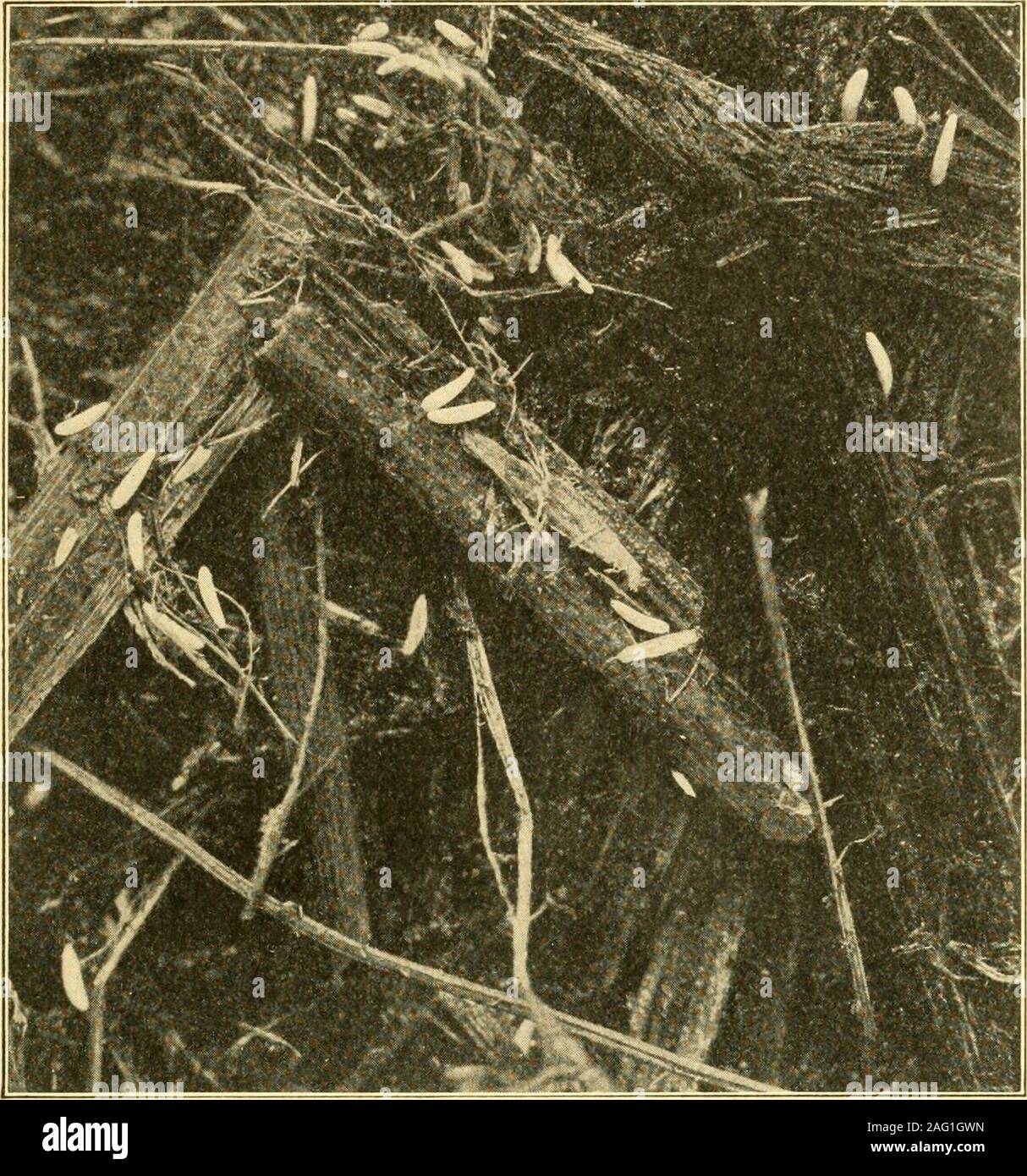 . Sanitär Entomologie; Die entomologie von Krankheit, Hygiene und sanitäre Einrichtungen. Männliche, Seitenansicht, verstopften mit Blut. Greatlyenlarged. (Nach Bishopp.) Vom US Dept. Agr., Landwirte Bull. 540, Abb. 1, 2, 5. notwendig, um eine vollständige Diskussion in diesem Vortrag. Es generell Rassen inmoist Stroh und Heu. Gestapelte Stroh, die Nass- und partlyrotted wurde und somit nicht mehr für die Nahrung vorhanden ist ein sehr favorableplace für das Fliegen zu züchten. Wie Stroh sollte getrocknet werden, sobald possibleby Streuung, und dann entweder verbrannt oder unter gepflügt werden. Die stablefly nicht oft im Mist entwickeln, aber w Stockfoto