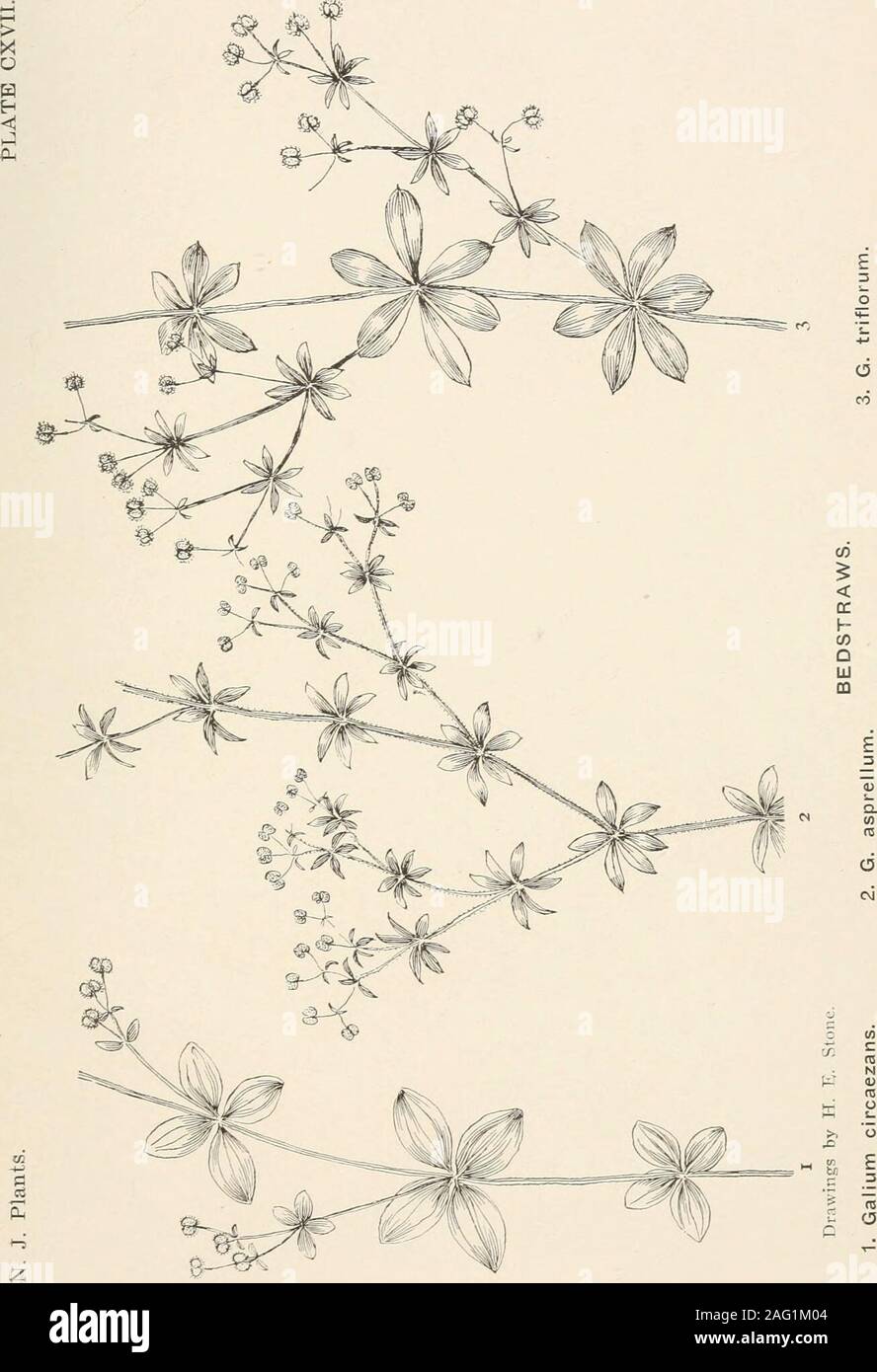 . Die Pflanzen von Southern New Jersey; mit besonderer Bezugnahme auf die Flora des Pine Barrens und die geographische Verteilung der Arten. Zeichnungen von H. E. Stein. 1. Hackmesser. Galium aparine. 2. Küste BEDSTRAW. G. hispidulum.. Stockfoto