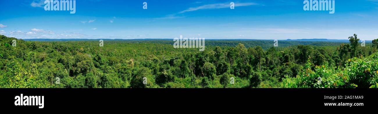 Dichten Wald mit üppigen Laub in Koh Kong Provinz in Kambodscha. Stockfoto