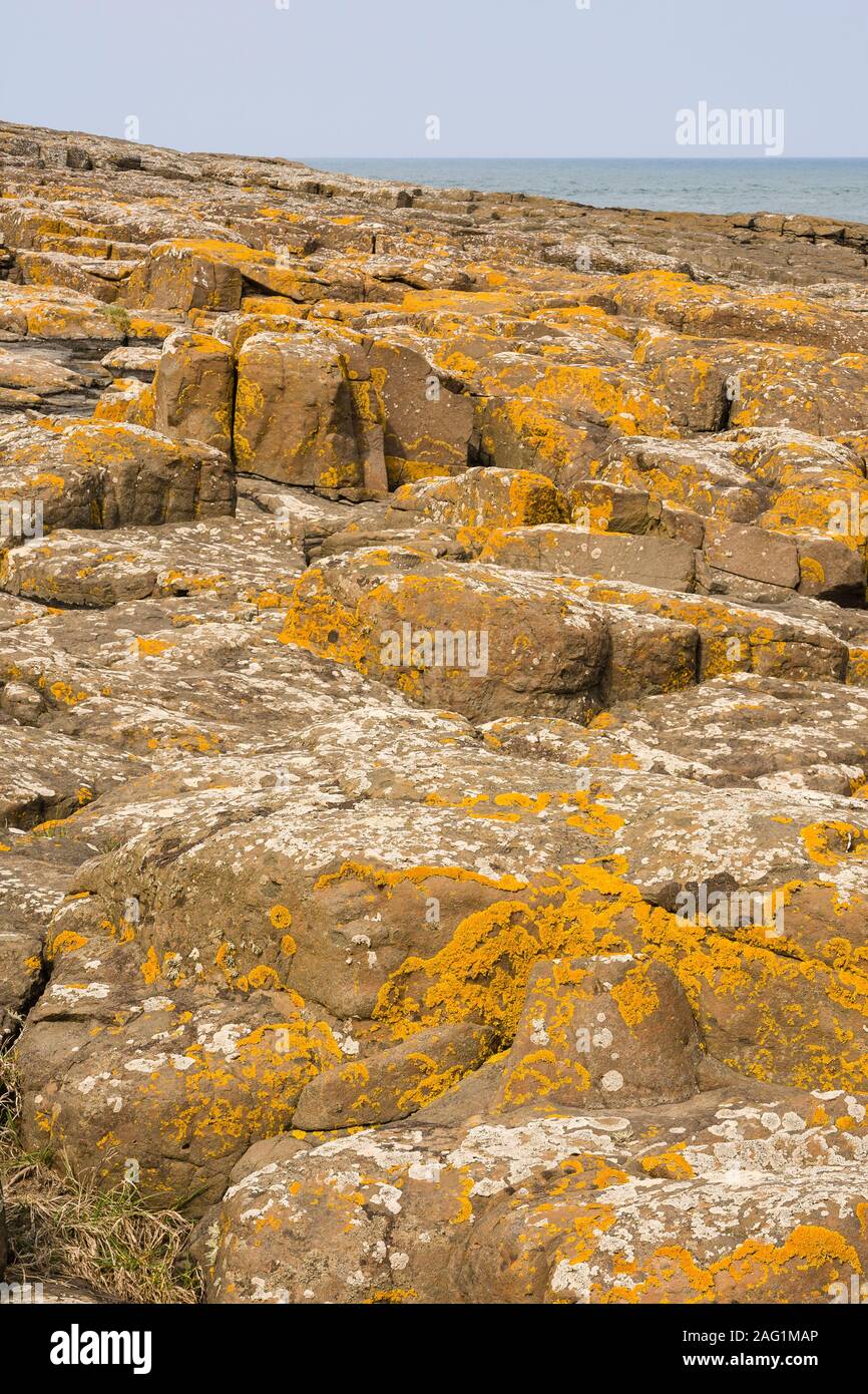 Küsten Flechten, einschließlich Xanthoria parietina, wächst an Whin Sill Felsen, Northumbria. Stockfoto