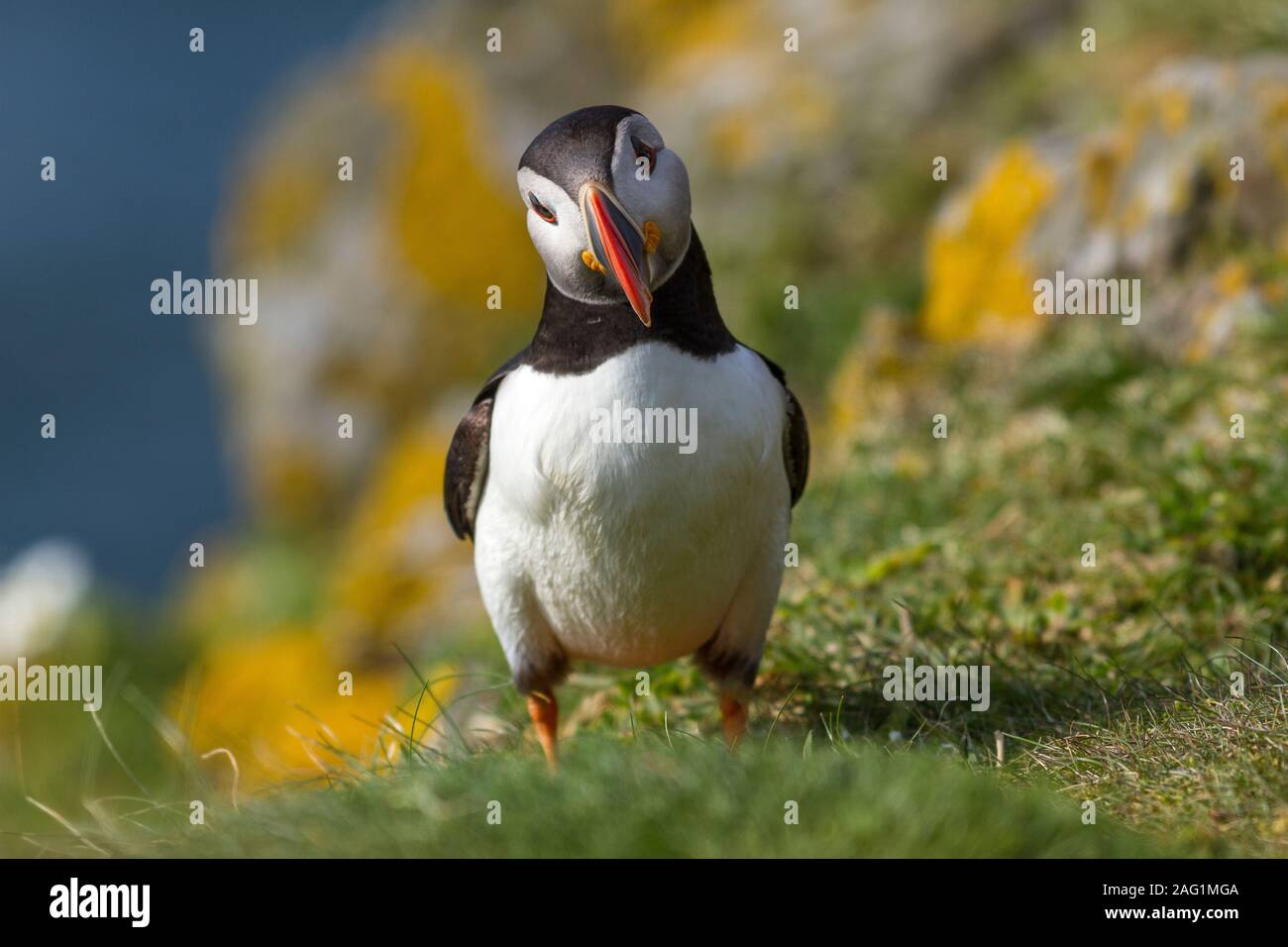 Puffin, Fratercula arctica, Lunga Treshnish Inseln, Mull, Schottland Stockfoto