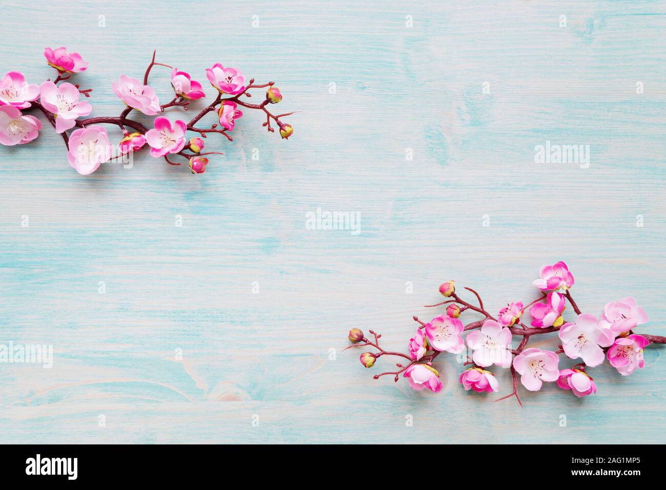 Abstrakte Frühling Hintergrund der gemalten Blue Board mit Filiale der Blüte cherry Zweig mit rosa Blumen bedeckt Stockfoto