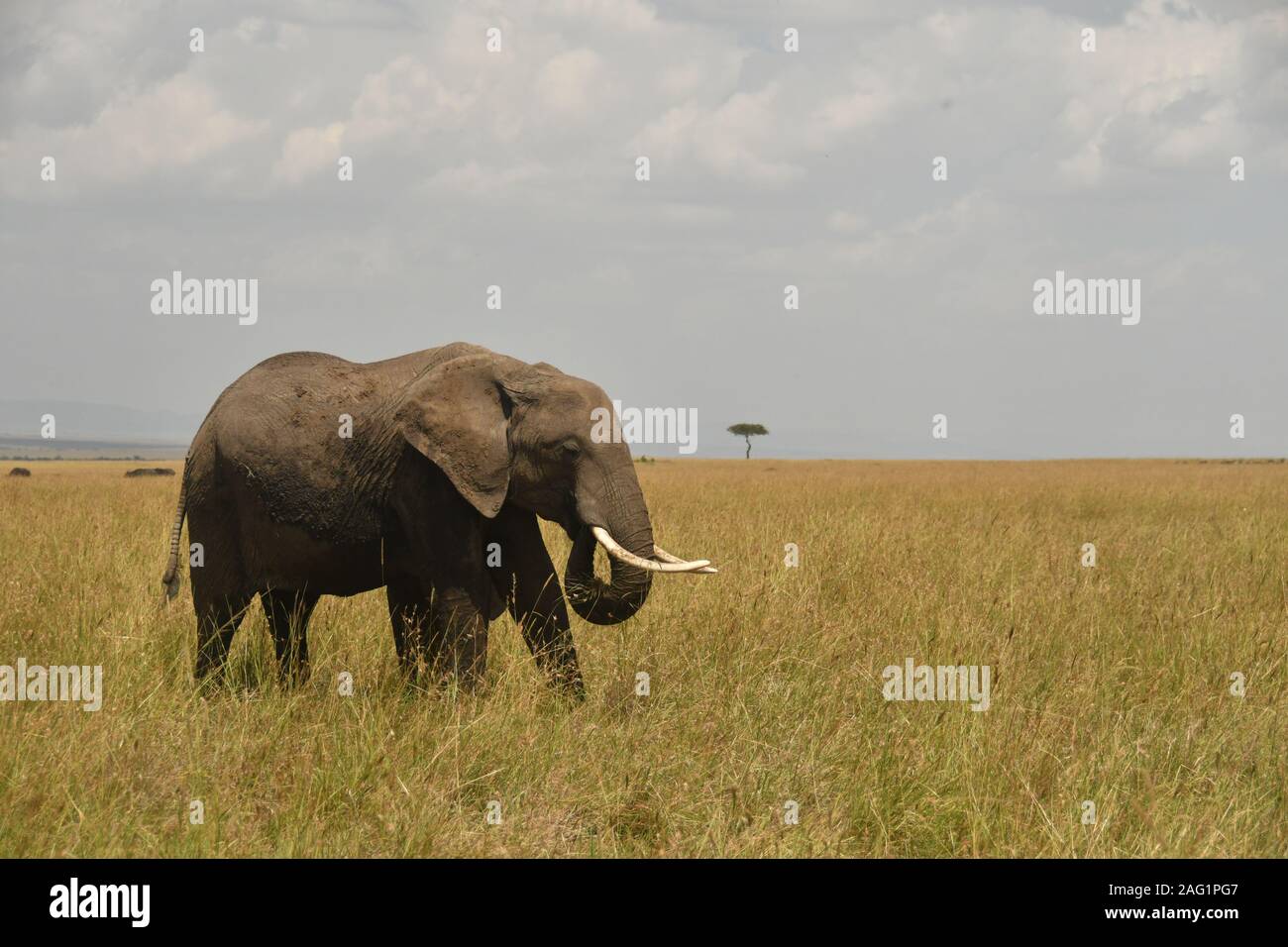 Ein Elefant mit dem Rüssel Gras in seinen Mund zu essen zu heben. Ein einsamer Akazie in der fernen Hintergrund Stockfoto