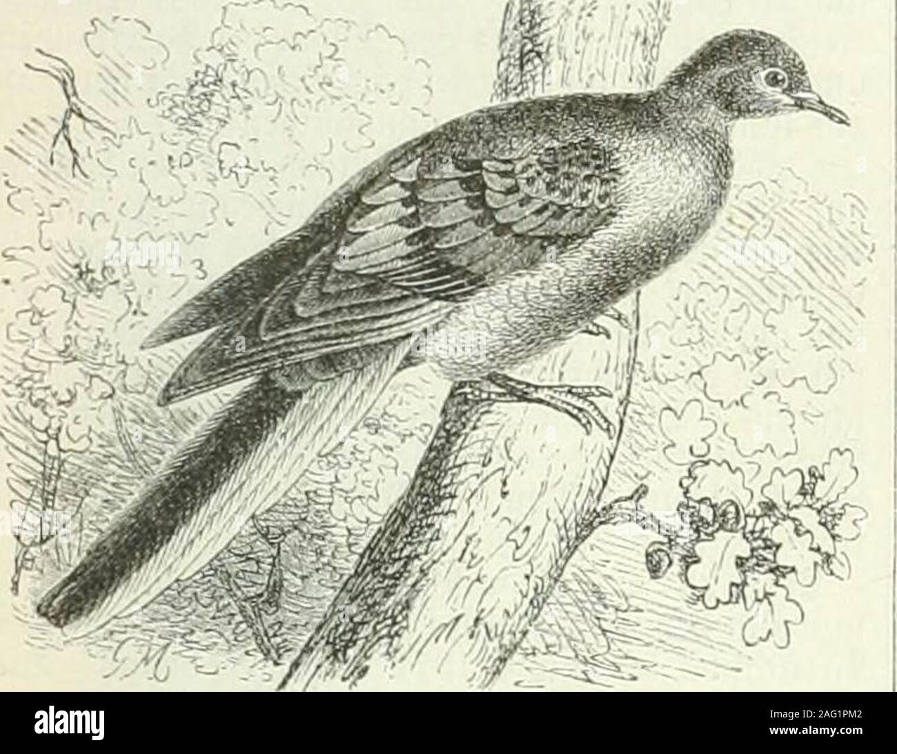 . Brockhaus' Konversations-Lexikon. KSg-l. WcihcliriK 7. (Phaps Brouzcniigcllaiihe chalcoplpral. 8. - Kmnen taitbe (iVfeuapplia coronatH |. 9. (Dolehstichtgiube (ieolrygon cruciital. FA. BporkTiiiusG * ein! ir-artixt. AnstuJt, Tinpxig - Kotwpiviatiott BruMtau ^.^ • I&gt;f, Tikan? LiAii^3; aubeiiä) jfel - 2: Auben |) o [10 633 Ron mit einem einem tcr SBafiS nac! tcn Scfcnabcl iftafriEnnifcfe. SicSBanbcrtaitbcd. b. unb nad) cnteJlbbilbung ftel) 2) Ich [t notbamcritanifdi. 3 "® euticf) lanbfinbcn fiii bie öoljltaubc (Columba Venus £.) unbbic iRingel:, 60 (5=ober. SSol^ Itaube (Columba pa-lumlms L.). Üauf beriVo [fcntaul) c (Columba Stockfoto