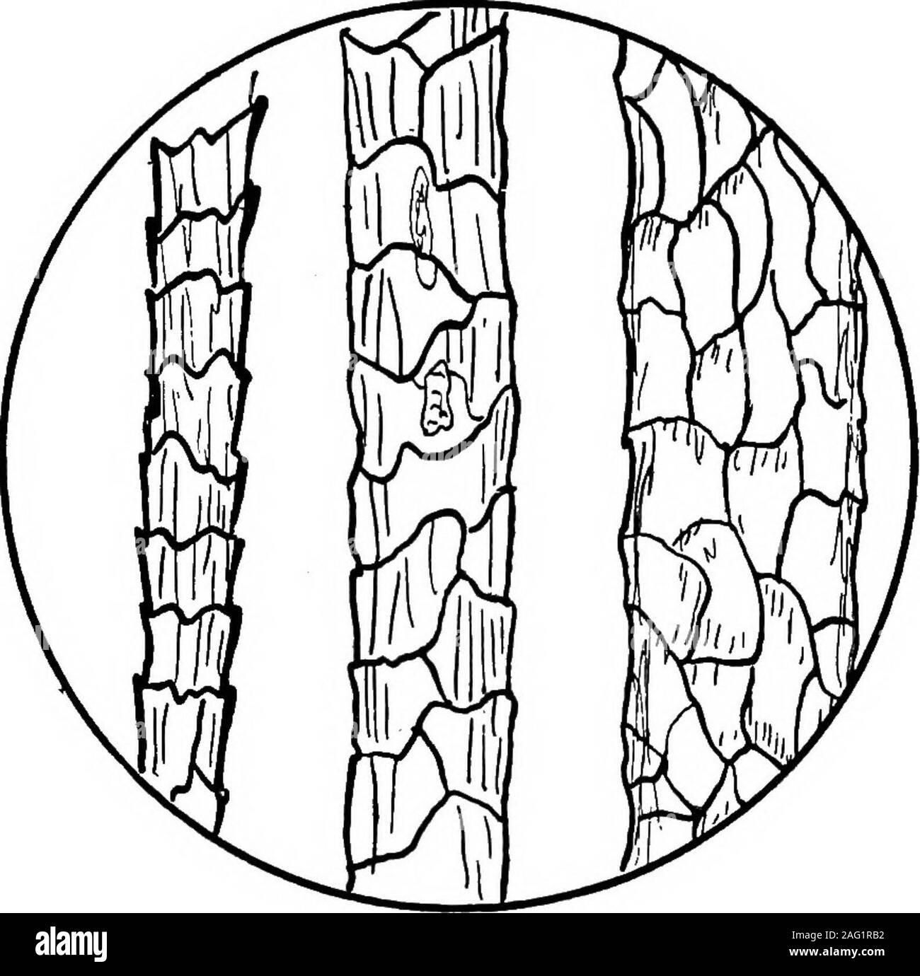 . Studie von Stoffen. rly Abdecken von slieep und ähnliche Tiere, wurde von earliesttimes verwendet wurde, und dessen Produktion und Wert werden laufevents stetig. Leider ist die Produktion nicht Schritt halten mit den steigenden Nachfrage, aswill später erläutert werden. Die große Wolle produzierenden Ländern sind Australien, Südamerika, den USA, andSouth Afrika. Wyoming, Montana, Idaho, andOregon produzieren den größten Teil der woolraised in den Vereinigten Staaten. Australien ist thelargest Hersteller der feinsten Wolle, althoughOhio, Pennsylvania und West Virginia furnisha feine Qualität, die eine enge Ri Stockfoto