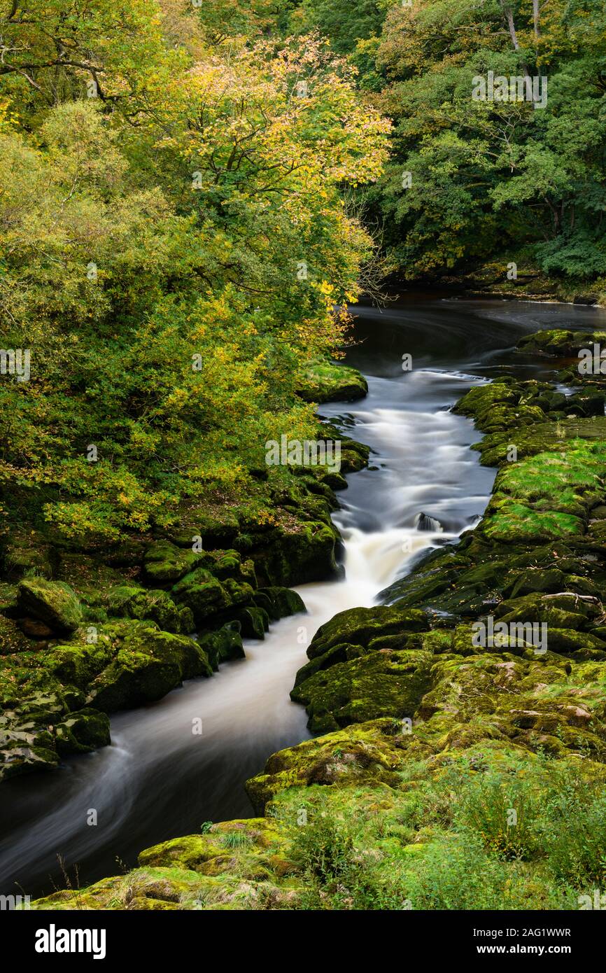 Hohe Aussicht auf River Wharfe durch die malerischen engen steilen Tal fließt durch Strid Holz - Bolton Abbey Estate, Yorkshire Dales, England, Großbritannien begrenzt. Stockfoto