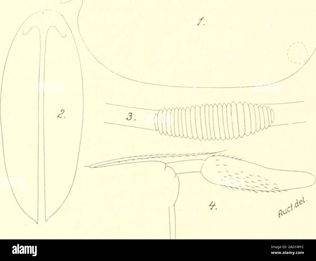 . Studien über marine Ostracoden: Pt. 1, Cypridinids, halocyprids und polycopids. Sie als Synonyme gehören. Die anderen Namen sind byverificatory Informationen begleitet. Lebensraum: - Atlantik (_) c e a n: S. A.E., PI. Station 64b, lat. 48° 27 S., lang. 42" 36 W.; Tiefe, 2500 - 0 m; 23. Vi. 1902: 10 reife Männer, 27 reife Frauen und 3 juvenes; E. M. S. 254 und 255. Verteilung: - Der Atlantik, zwischen lat. 60 "N. (V. VAVRA) und lat. 40^S. (G. W. Müller) und des Indischen Ozeans (G. W. Mlller). Die Exemplare von mir untersucht wurden damit gefangen etwas südlich des previouslyestablished Bereich der Distri Stockfoto