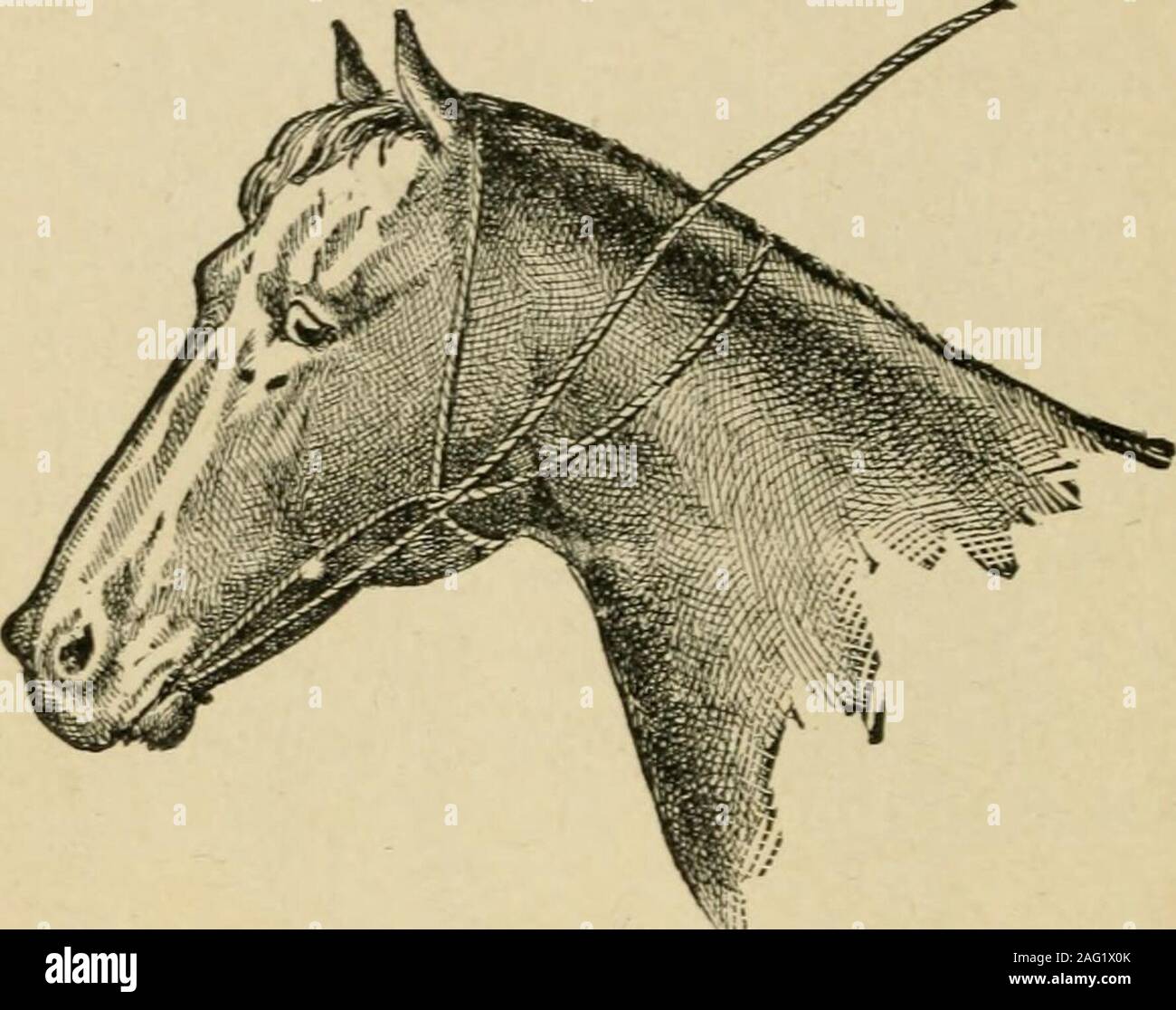 . Wie zu handhaben und bösartige Pferde erziehen. e genug über thehorses Unterkiefer zu rutschen. Es Auf die Pferde Unterkiefer; es über der Mitte des Halses von aus Seite bringen; nach unten durch die Schlaufe auf der Seite Pass; Hochfahren zur unteren Ecke der Backe - Knochen, die auf der Seite; holdthere mit rechten Daumen, übergeben Sie den Durchhang unter upperlip und über Oberkiefer aus der Nähe von Seite; ovefneck gerade hinter den Ohren von aus Seite bringen; dann throughloop mit dem Daumen gehalten. Nicht befestigen. Die longend in der rechten Hand halten und wieder zurück, und youthen haben eine mächtigsten Zaum, die effectu-6 82 WIE ZU ERZIEHEN PFERDE. Ay stoppen Stockfoto