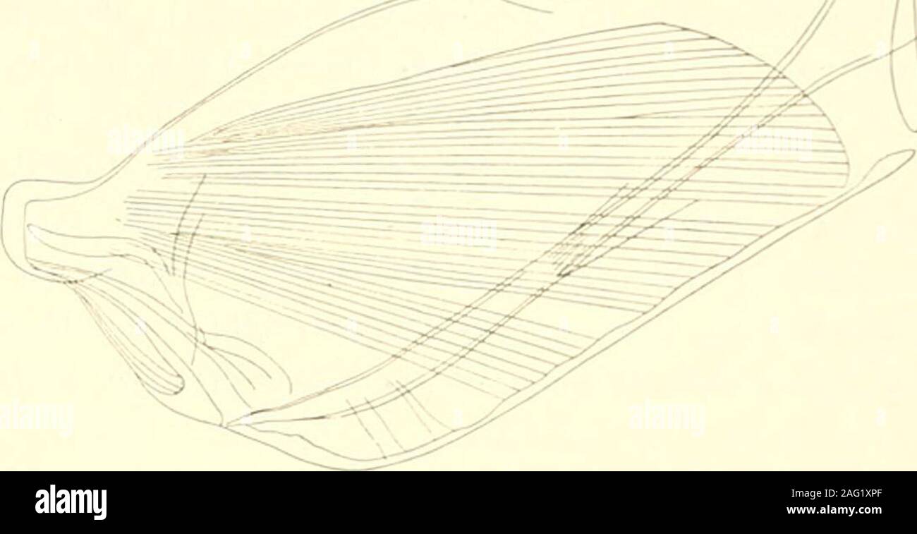 . Studien über marine Ostracoden: Pt. 1, Cypridinids, halocyprids und polycopids. 7. Xi. 1901; Temperatur, 21,1 C: 1 reifer Mann und 7 reife Frauen (alle Weibchen, die zu dieser Art?); R. M. S. 252. S. A.E., PI. Station 34, lat. 27 49 N., lang. 20 51 W.; an der Oberfläche; 8. Xi 1901; Temperatur, 21,4 C: 1 Ma-ture Männlich (siehe C. Kurie, S. 666 oben). / S. A.E., PI. Station 38, lat. 25 46 N., - ==^-lang. 21 31 W.; an der Oberfläche; 9. Xi. 1901; Temperatur, 22,5 C: 1 reife männliche; R. M. S. 253,8. A.E., PI. Station 23b, lat. 19 19 S., lang. 36 9 y.; an der Oberfläche; 3. Xii. 1901; Temperatur, Stockfoto