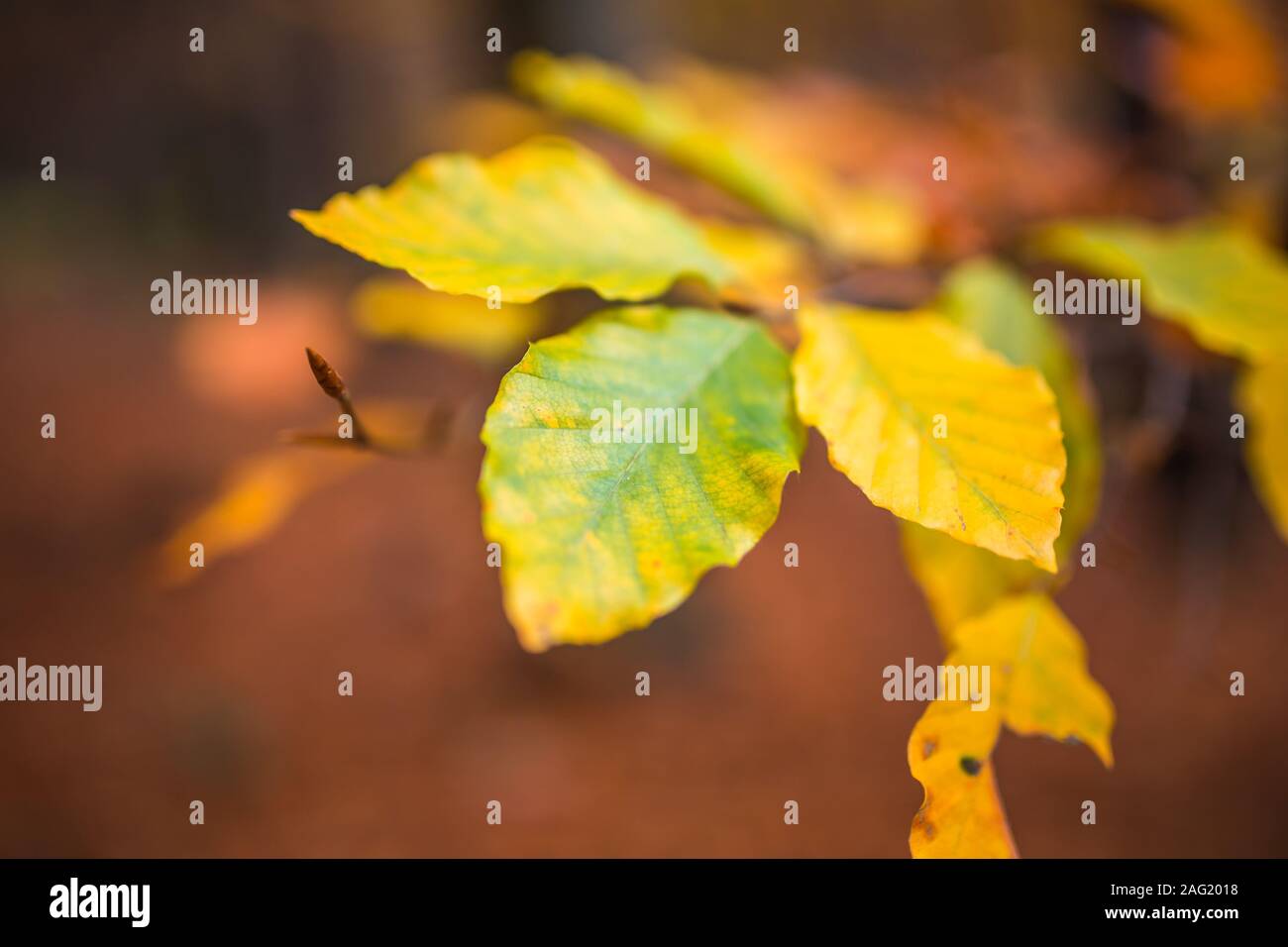 Schließen Sie herauf Bild von orange Blätter im Herbst bei weichem goldenem Licht im Wald. Stockfoto