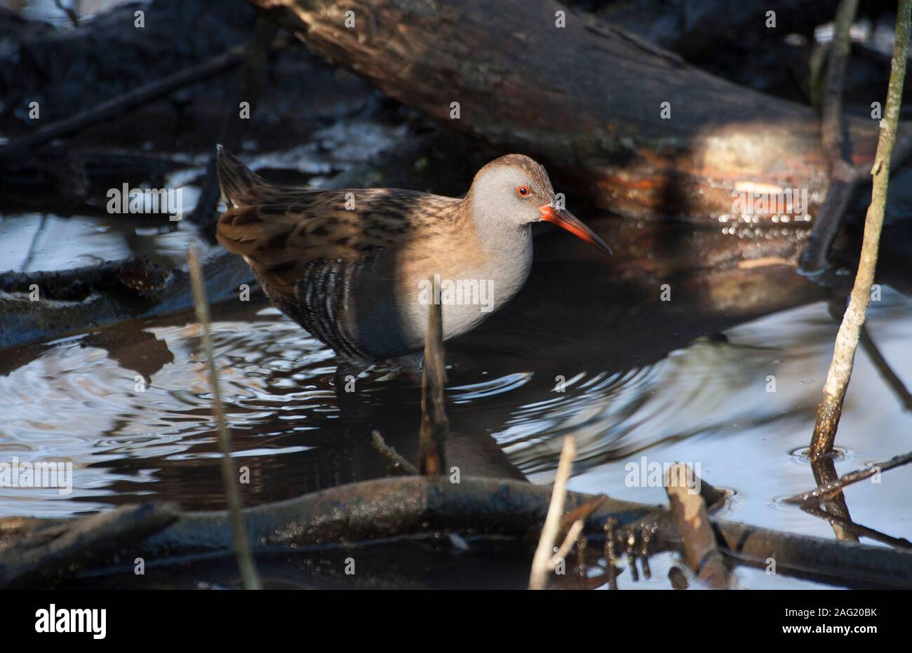 Wasser, Schiene, Rallus aquaticus, einzelne Erwachsene in Wasser unter der Vegetation. Februar genommen. Arundel, West Sussex, UK. Stockfoto