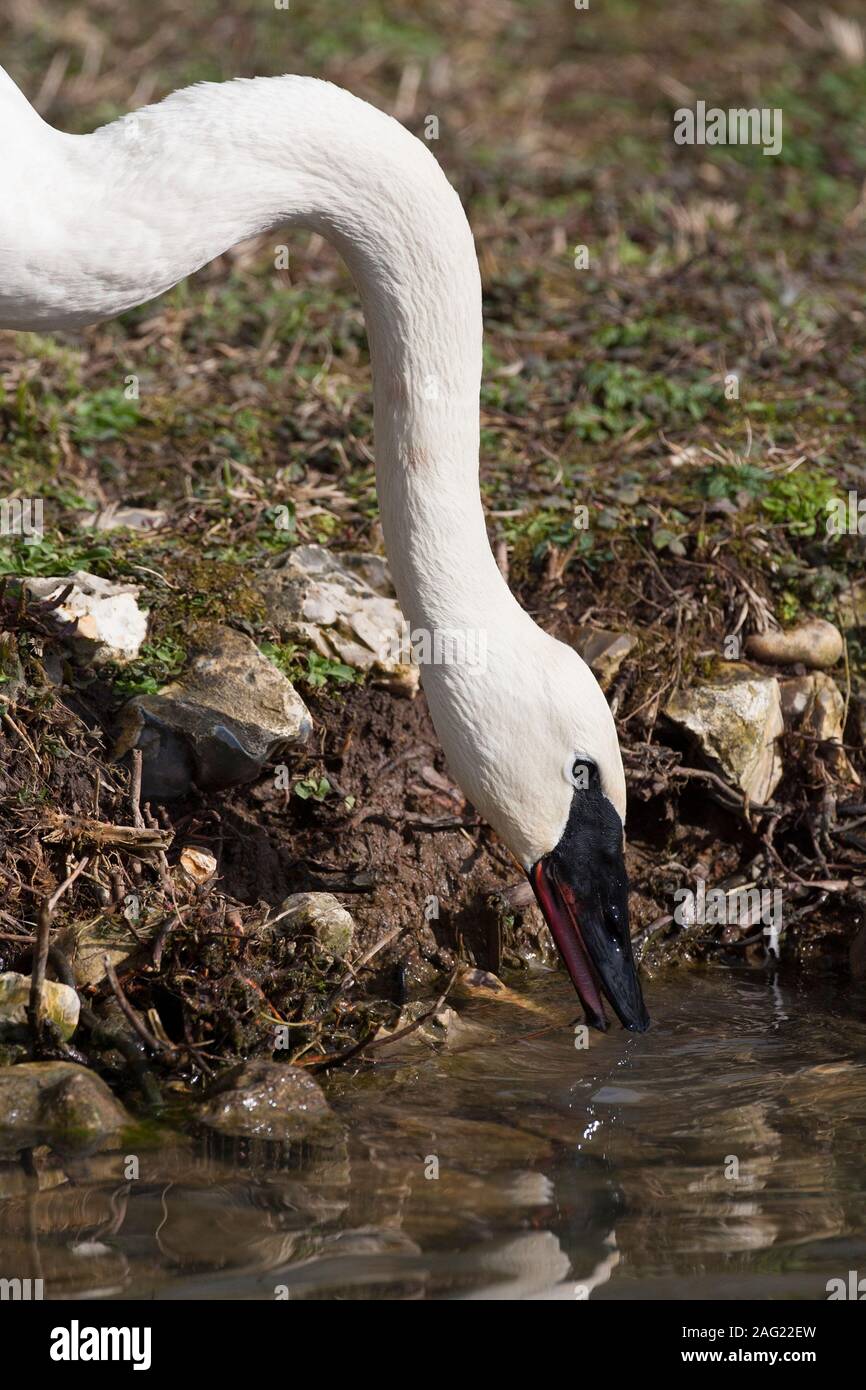 Trumpeter Swan Cygnus buccinator, einzelne Erwachsene trinken. Gefangen. März berücksichtigt. Arundel, West Sussex, UK. Stockfoto