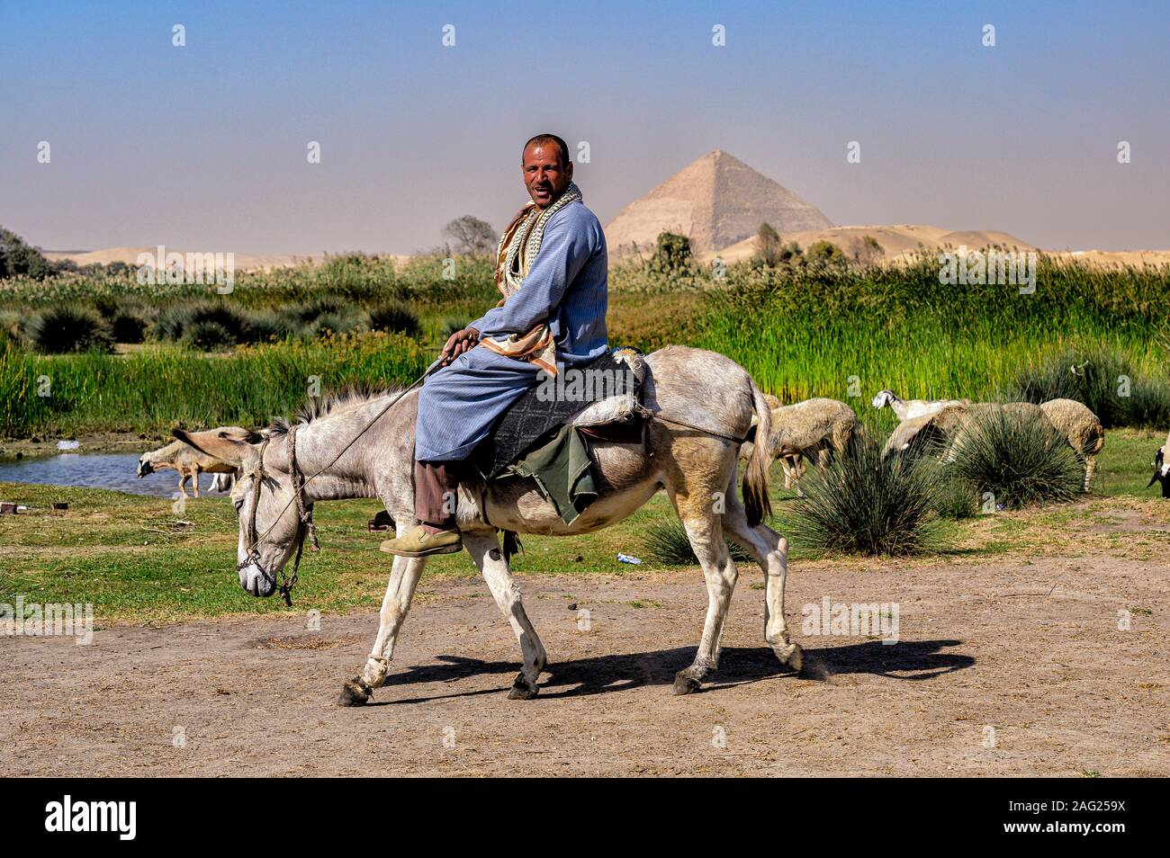 Hirten seiner Herde von Schafen in Dahschur See mit der Knickpyramide tendenziell in den Hintergrund Stockfoto