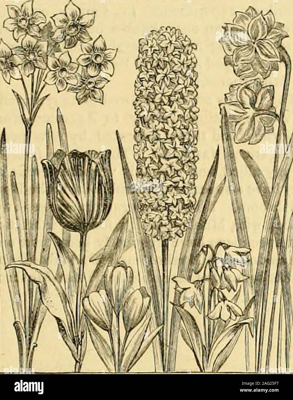 . Die Gärtner' Chronik: Eine wöchentliche Illustrierte Zeitschrift über Gartenbau und verwandte Themen. Schöne Blumen für Winter und Frühjahr. MOIiJ SUTTONS rOJlPLETE SAMMLUNGEN VON Hyazinthen, Tulpen, Krokusse,&c FÜR OFFENEN Boden CUiTIVATION 42.*, 21.* 0 6 5 s - für CULTiwrnONWROimCtASSES 42.*, 21.* in England 10 6^ Carriafji frei anij liailwoj Station. Diese Sammlungen enthalten ALLE DIE BESTEN SORTEN, UND ES WIRD ZU EINEM SCHÖNEN UND KONTINUIERLICHE ANZEIGE PRODUZIEREN VON BLUMEN. 5 PROZENT. Rabatt bei Barzahlung. Vollständige kulturelle Anweisungen undf Beschreibenden Kataloge gratis. N.K. - Liy pergonal e-x^minntJon von Th Stockfoto