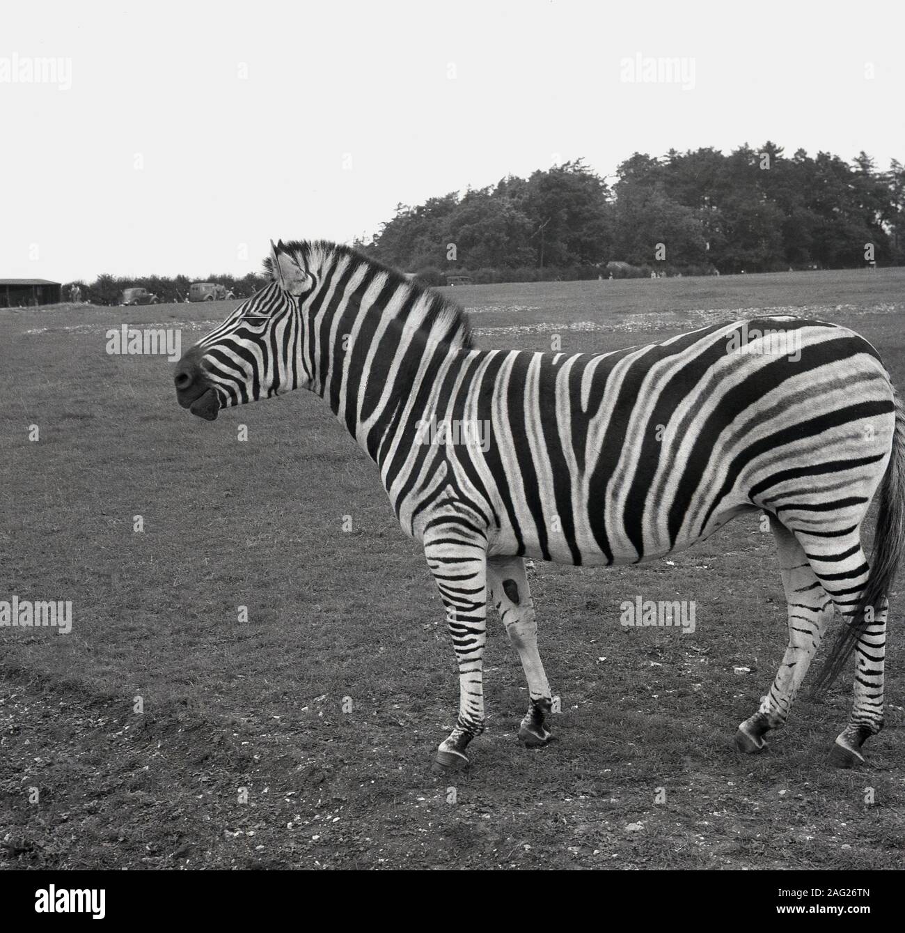 1950er Jahre, historische Seitenansicht eines Zebras in seinem Gehege, einem großen Feld, in einem Wildpark in England, Großbritannien. Ein afrikanisches Pferd mit einem markanten schwarz-weiß gestreiften Fell gibt es drei lebende Arten des Wildtieres. Stockfoto