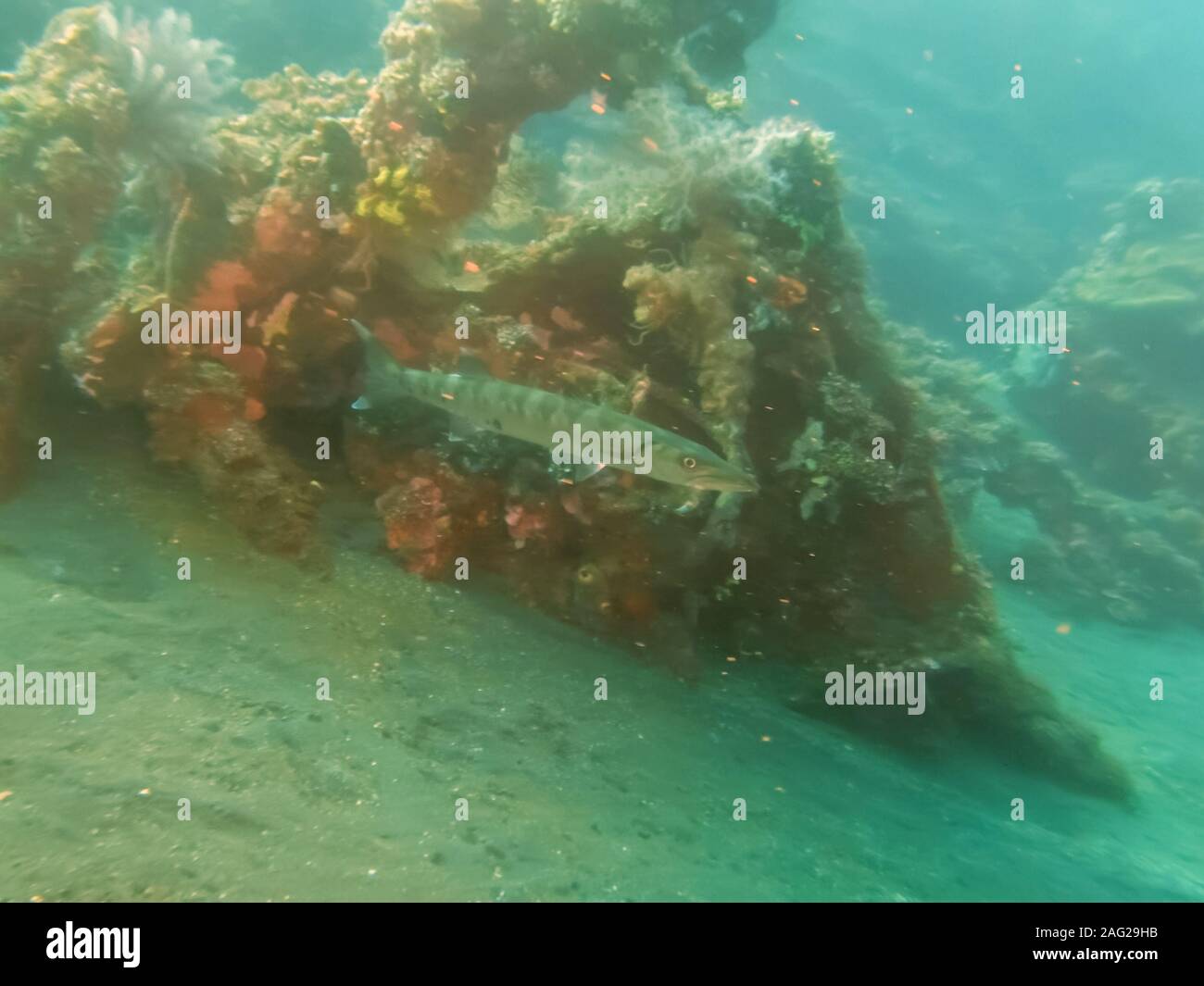 Barracuda in der Liberty Wrack in Tulamben auf Bali Stockfoto