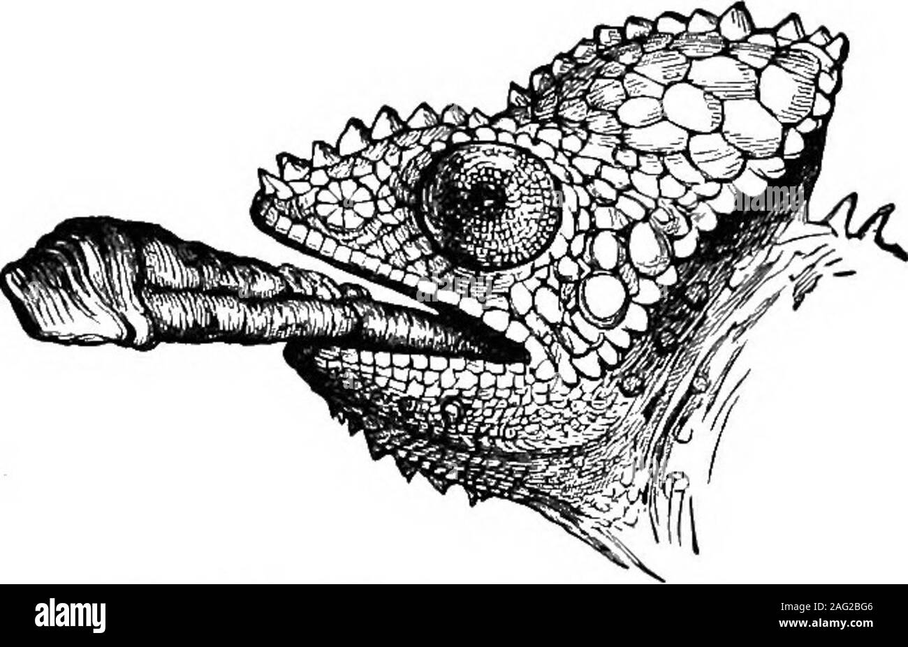 . Natural History Objekt Unterricht: ein Handbuch für Lehrerinnen und Lehrer. Schwein. 111.-Zunge des Spechtes. wies Papillen; aber im Allgemeinen ist dünn, trocken, sehr pro-tractile und clefttoward Ende Intwo oder drei speciesof Reptilien, jedoch ist die Zunge deve - in einen bemerkenswerten Instrument für die Erfassung von Beute Chiefen. In dem seltsamen Cha-meleon Es ist worm-förmige und kann bethrust, die eine Länge von mehreren cm mit singularrapidity und Sicherheit. Die Spitze wird eingedickt und leicht. Abb. 112.-Zunge des Chamäleons. Tiere UND IHRE VERWENDUNGEN. 165 CUP-shaped, und mit einem klebrigen Sekret. Ich Thechameleon Stockfoto
