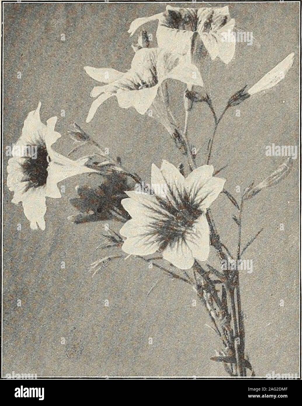 . Saatgut Jahresbericht 1913. gewährt eine reiche, dunkle greenbackground dichten Laub. Diese Sorte ist Die meisten generallyused in Parks und auf großen Rasenflächen, wie in Wachstum Es ismore kräftiger als die mehr Zwerg Sorten. Eine der Themost auffallend und wirksam beilding Pflanzen. Zwei und eine halbe bis drei Fuß hoch. Oz. S 2,00 Pkt. 10 C. Blasenmützenmoos. Eine der schönsten blauen Blüten bekannt, nicht als auch suitedfor Betten wie die anderen Sorten von Salvia, aber sehr attraktive- tive in der gemischten Grenze. Höhe der Pflanze, etwa eineinhalb bis zwei Meter Pkt. 15 C. Feuerball. Viele Belastungen von Salvia Splendens haben offeredunder wurde d Stockfoto