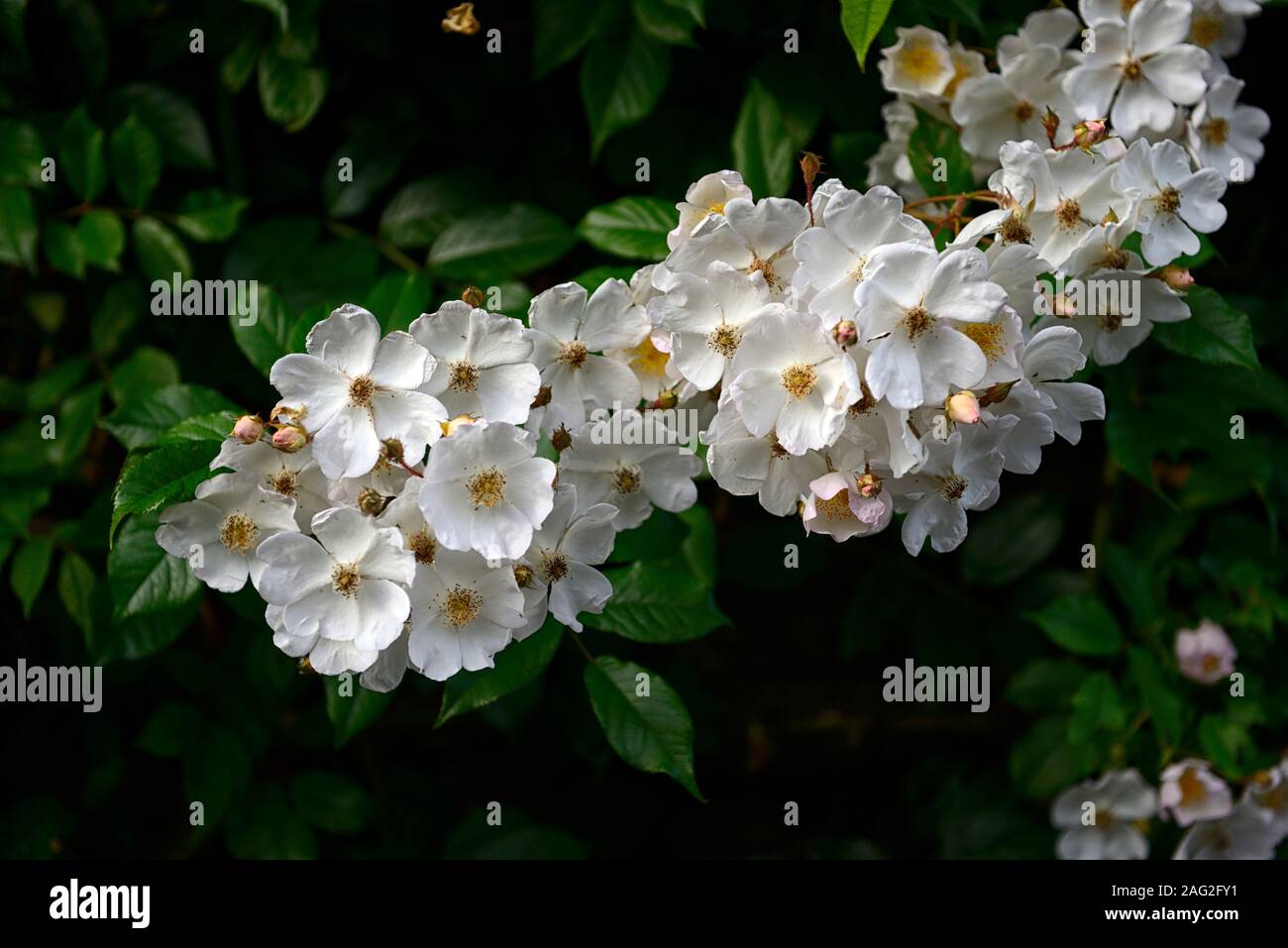 Rosa Rambling Rector, Rose Rambling Rector, weißen Rambler, weiß Wandern, Bergsteiger, klettern Rose, Blüte, Blüten, duftend, duftende, RM Floral Stockfoto
