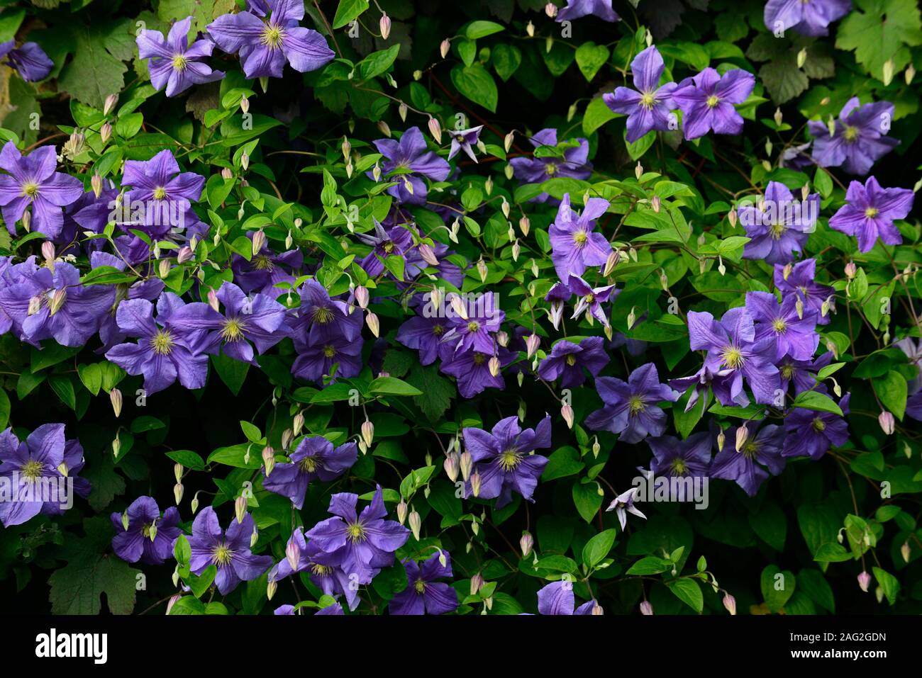 Clematis Perle d'Azur dazur, dazure, hellblauen Blumen, Kletterer, Bergsteiger, klettern, Pflanze, Staude, Blume, Blüte, RM Floral Stockfoto