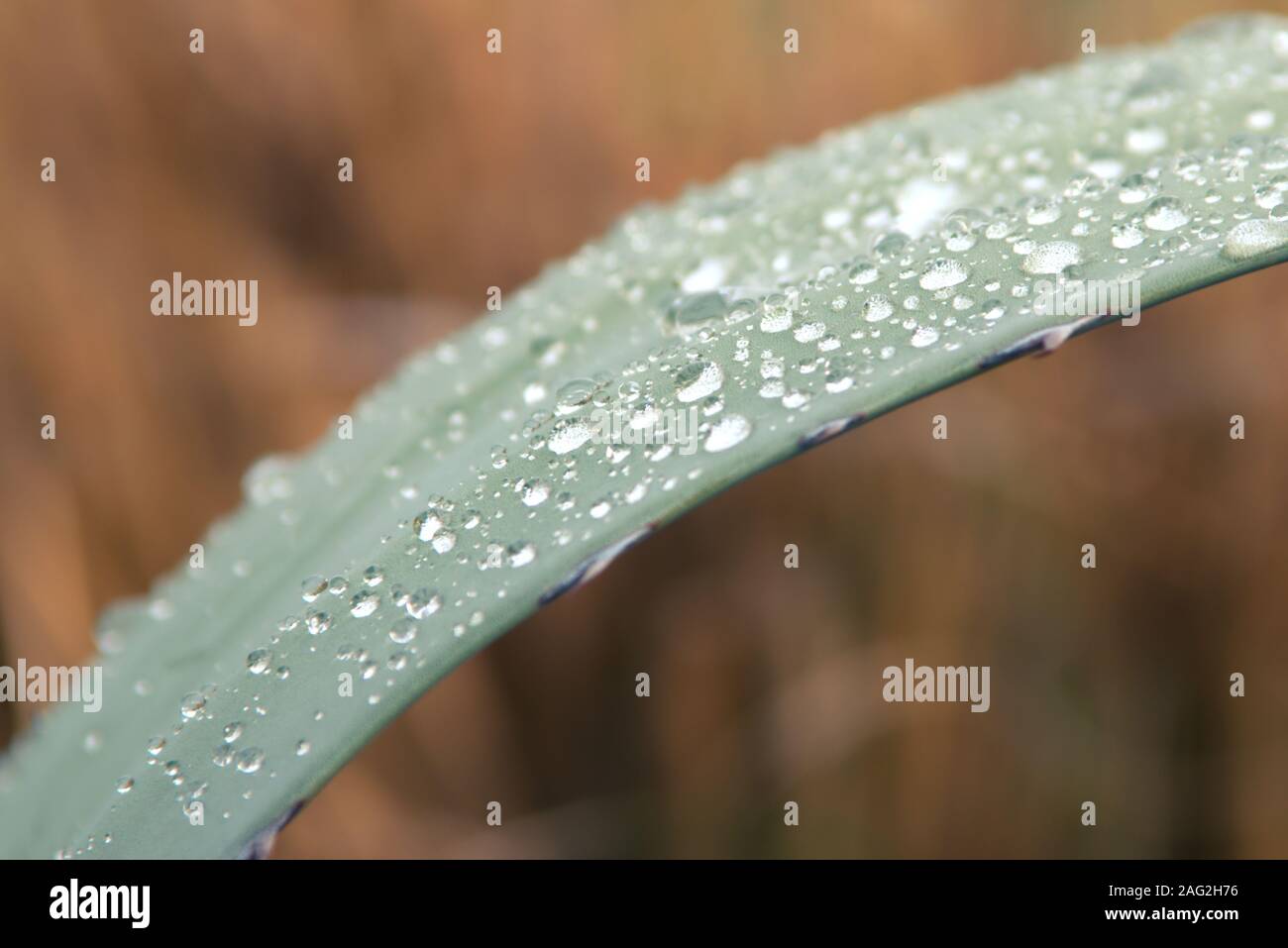 Wassertropfen auf einer Wache Agave (Agave americana) Blatt nach dem Regen. Detail Makro Nahaufnahme. Stockfoto