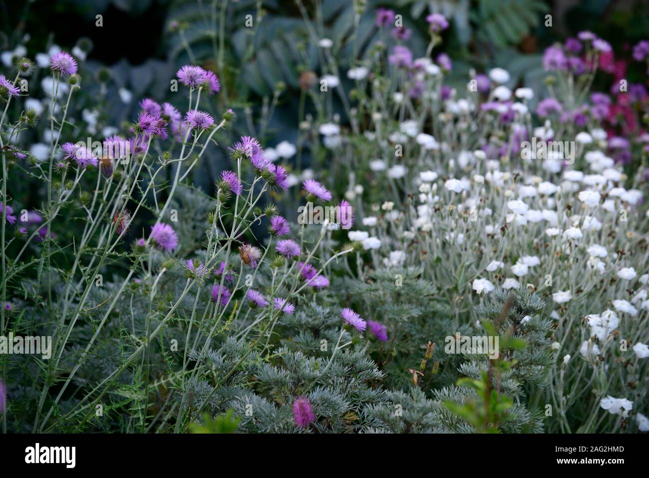 Centaurea, Flockenblume, Lupinus coronaria Alba, weiß blühenden Rose campion, lila Blumen, Blume, Blüte, Stauden, Garten, Gärten, RM Floral Stockfoto