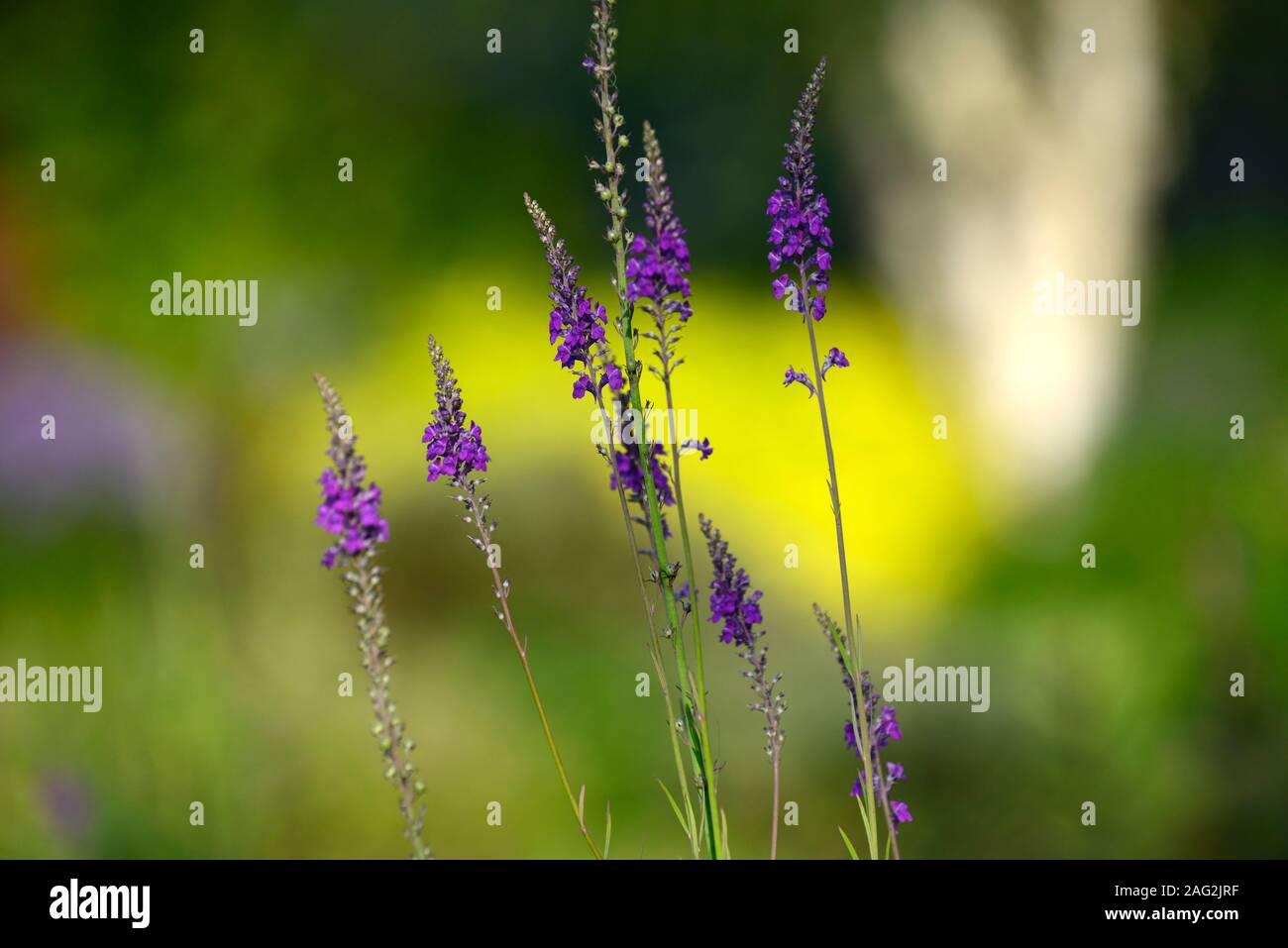 Linaria purpurea, Toadflax, lila Blumen, Stiele, Türme, snapdragon, RM Floral Stockfoto