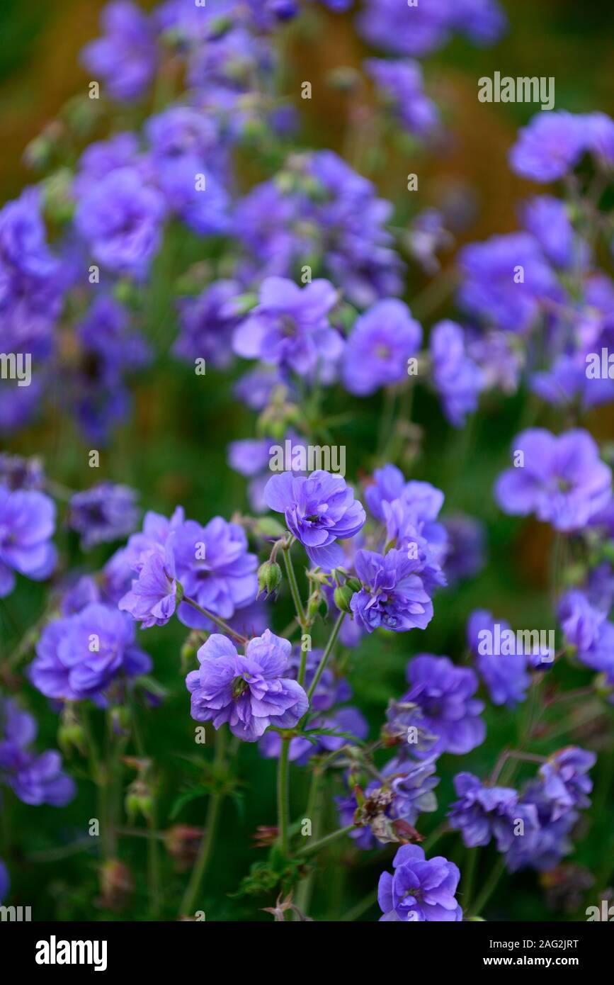 Geranium pratense Plenum Violaceum, doppelt Violett Blau Blumen, Blume, Blüte, Stauden, Stauden, RM Floral Stockfoto