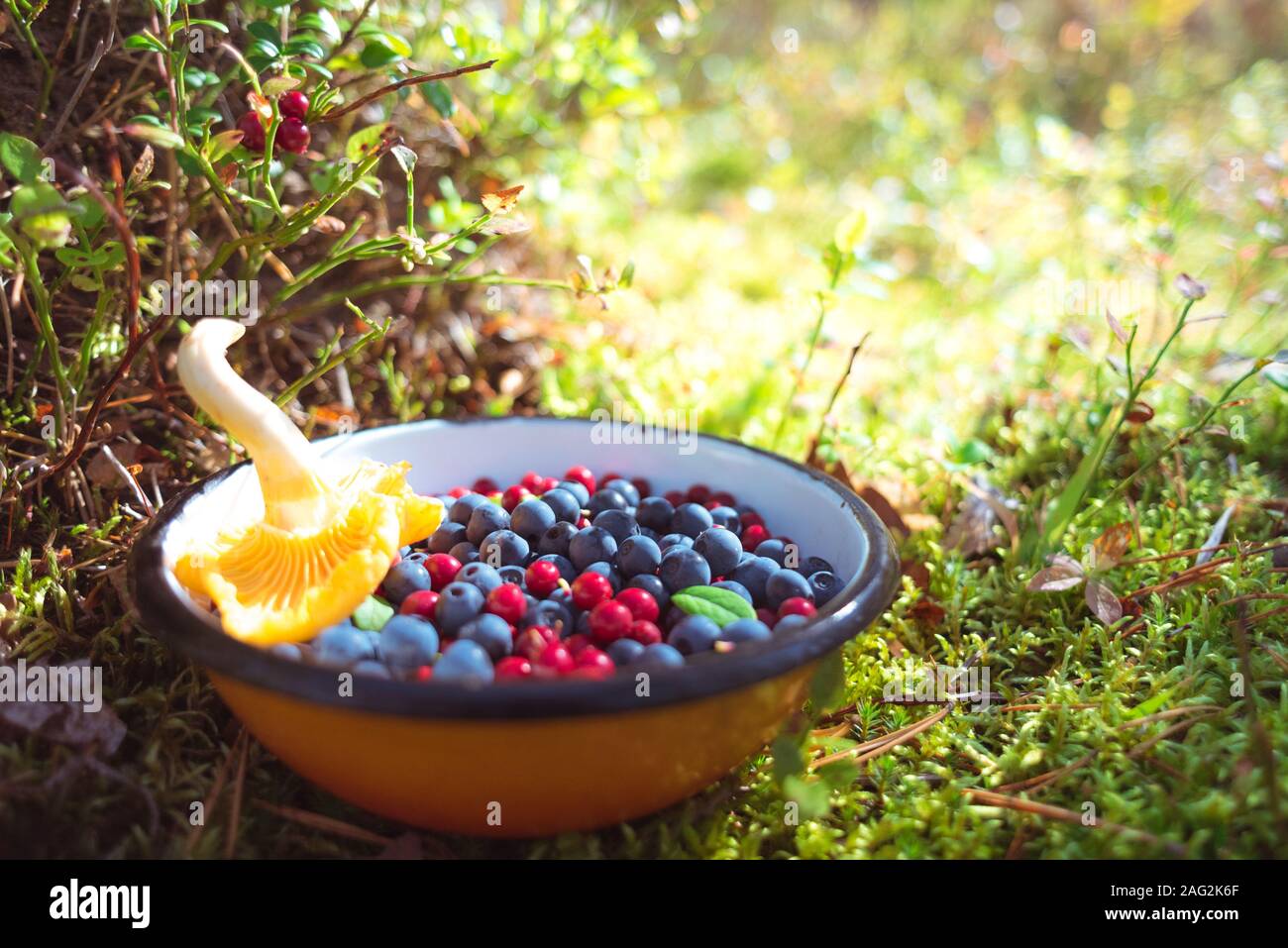 Wilde Blaubeeren und Preiselbeeren mit Pfifferlingen Pilz in der Schüssel auf dem Boden unter Moos und Beerenpflanzen, beleuchtet mit warmen Sonnenlicht. Stockfoto