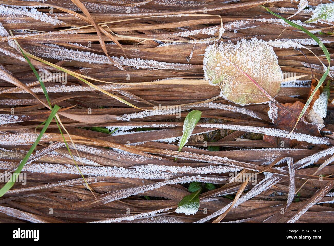 Gefrorene trockene Blätter der Iris auf dem Boden am Ende des Herbstes Stockfoto