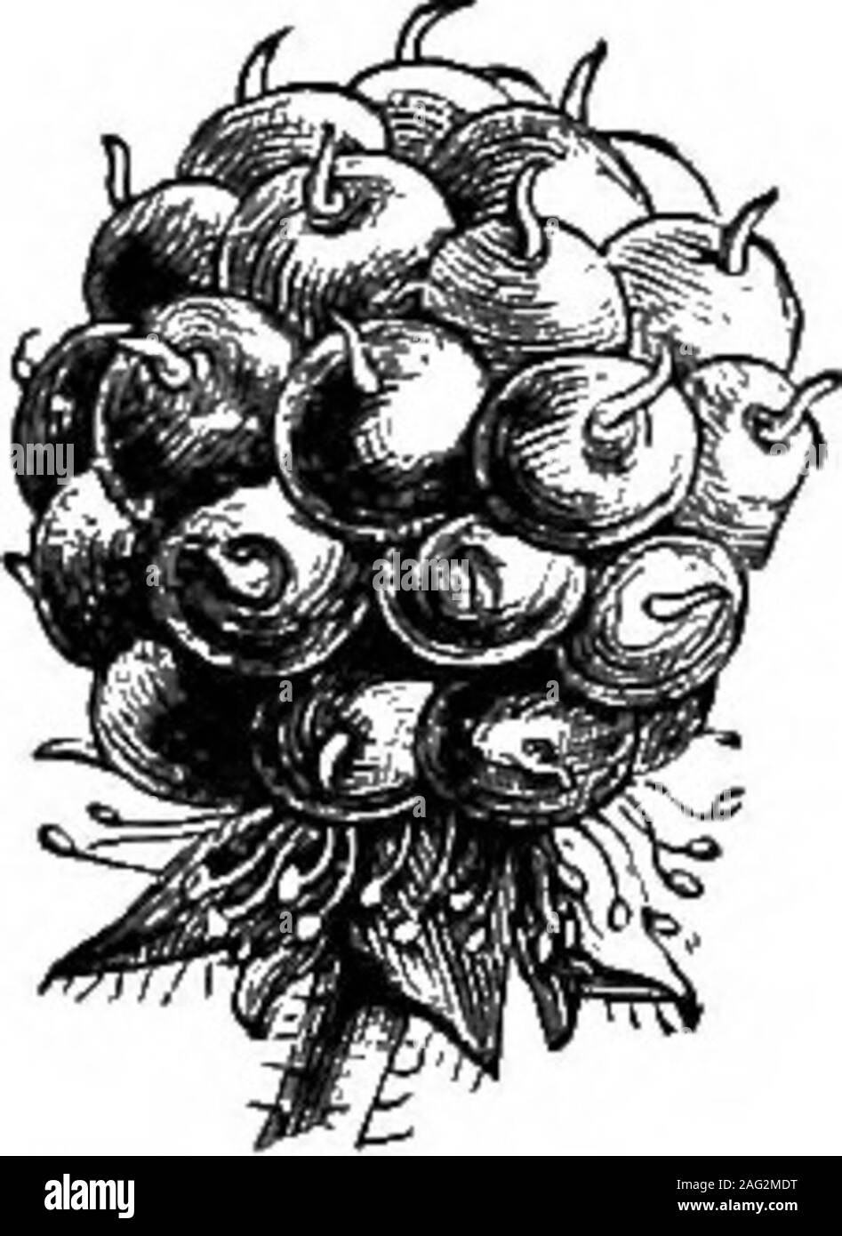 . Natural History Objekt Unterricht: ein Handbuch für Lehrerinnen und Lehrer. Abb. 77,- Capsulesbursting. Abb. 78.- Kapsel. Wand-Blume. Abb. 79.- Kapsel. Poppy. Form rund um den unter Teil der Stigmatisierung, über dem Samen kann wie Pfeffer aus einer Box erschüttert werden. Pflanzen und ihre PilODUCXS. 49 Andere Früchte in ihrer Ausbildung weniger einfache sind aufgerufen Aggre-Gating, Zubehör und mehrere Früchte. Zum ersten Der theseclasses der Blackberry und Himbeere gehören. Jede singlefruit ist eine Sammlung von kleineren Früchte, von denen jede ein. Stockfoto