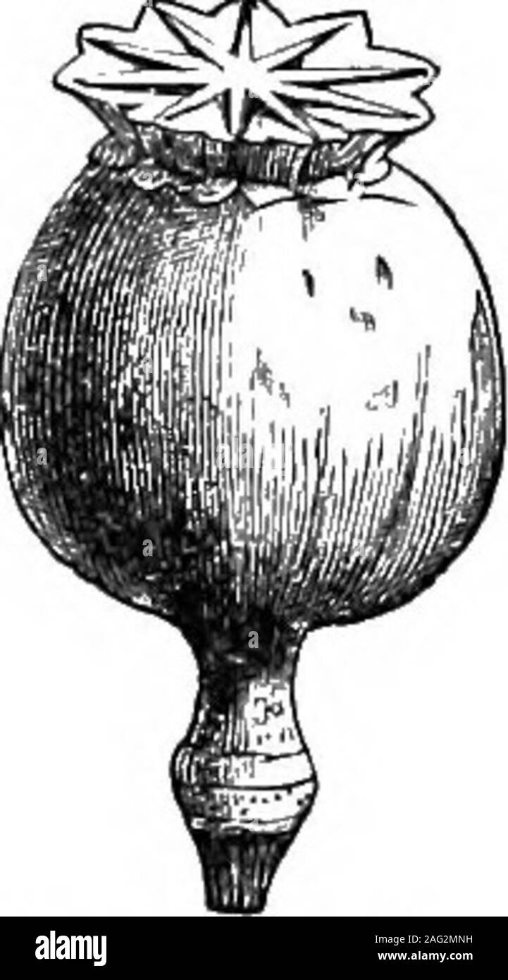 . Natural History Objekt Unterricht: ein Handbuch für Lehrerinnen und Lehrer. Abb. 77,- Capsulesbursting. Abb. 78.- Kapsel. Wand-Blume. Abb. 79.- Kapsel. Poppy. Form rund um den unter Teil der Stigmatisierung, über dem Samen kann wie Pfeffer aus einer Box erschüttert werden. Pflanzen und ihre PilODUCXS. 49 Andere Früchte in ihrer Ausbildung weniger einfache sind aufgerufen Aggre-Gating, Zubehör und mehrere Früchte. Zum ersten Der theseclasses der Blackberry und Himbeere gehören. Jede singlefruit ist eine Sammlung von kleineren Früchte, von denen jedes ein Stockfoto