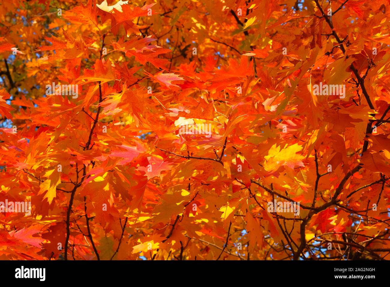 Herbst Wald Landschaft an einem sonnigen Tag mit Eichenlaub Hintergrund. Orange und rote Blätter im Herbst Hintergrund. Stockfoto