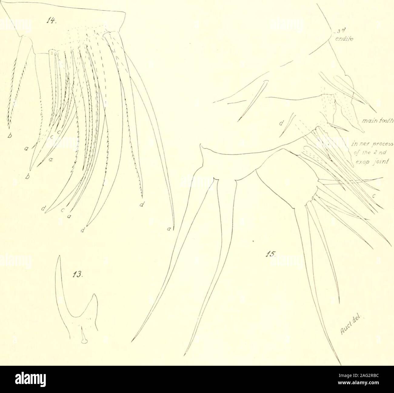 . Studien über marine Ostracoden: Pt. 1, Cypridinids, halocyprids und polycopids. g bristlesa mäßig oder eher kleine Anzahl der eher schwachen sekundäre Stacheln. Das Ende Kamm bestehtaus über sieben bis neun mäßig lange Zähne, etwas weniger in der Länge der Mehr proximallythey befinden. Diese Zähne, von denen einige reproduziert in Abbn. 17 und 18, sind furnishedproximally mit ein bis drei ziemlich starken sekundären Zähnen auf jeder Seite; darüber hinaus werden Sie auf l) oth Seiten mit dünnen Flügel - wie Prozesse, die oft noch mit einem freien pointto in einiger Entfernung über den zentralen Punkt, Stockfoto