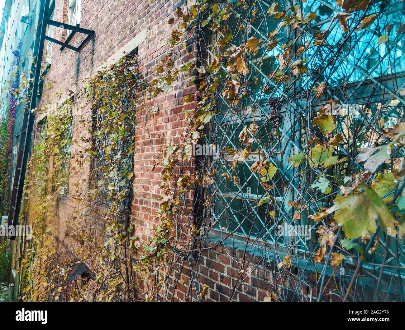 Mauer eines alten Gebudes mit Efeu bewachsen Stockfotografie - Alamy