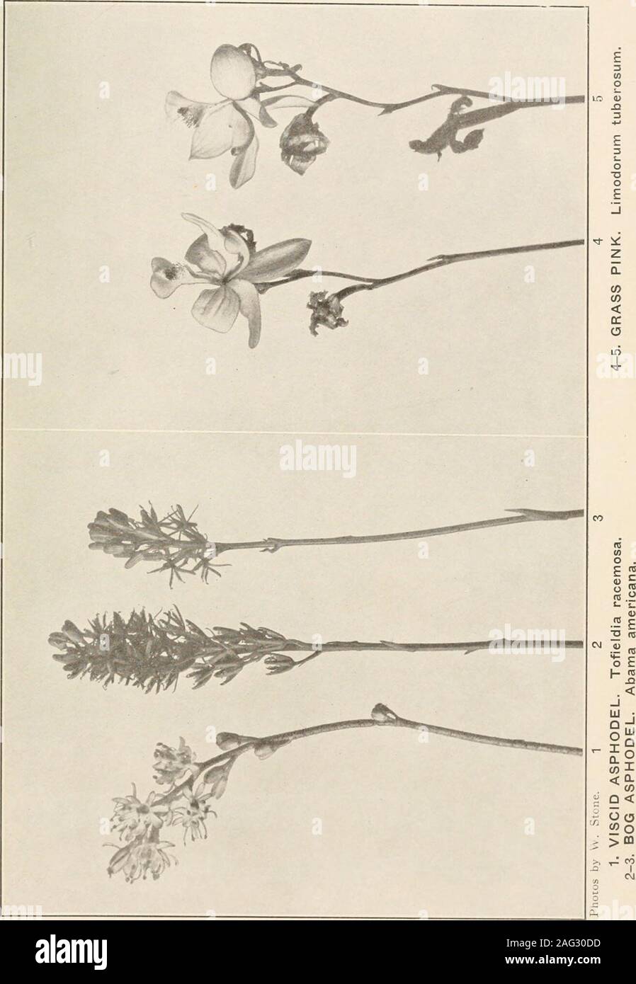 . Die Pflanzen von Southern New Jersey; mit besonderer Bezugnahme auf die Flora des Pine Barrens und die geographische Verteilung der Arten. Original Foto hetzt. Nat. Größe. 1. Juncus Acuminatus. 2. J. in Folkestone. 3. J. scirpoides. 4. J. militaris. 5. J. csesariensis. 6. J. pelocarpus.. New Jersey Pflanzen. Platte XXXIV. Stockfoto