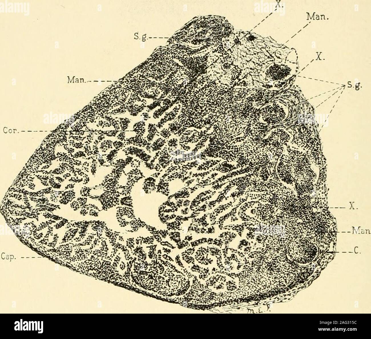 . Das amerikanische Journal der Anatomie. Tnpathetic Ganglien, und letztere von der Anzeige getrennt - Nieren nur durch die Kapsel. 358 Die histogenese der Nebenniere in der Pitr In]) igs Von;&gt; ("o.) unn. Eine Neue eknient der Anlage hinzugefügt wird. Direkt unter der Kapsel gibt es gesehen Sammlungen von kleinen Zellen, der Kerne, die tief Fleck und sind durch sehr scantycytoplasm umgeben. In dicken Abschnitte (Abb. 5) Diese werden gesehen, um die Kortikalen Anteil in einem Mantel arrangedaround - wie der Layer mit den offshootsare Verfahren nach innen zwischen den Reihen der kortikalen Zellen. In Richtung des Giermoment Stockfoto