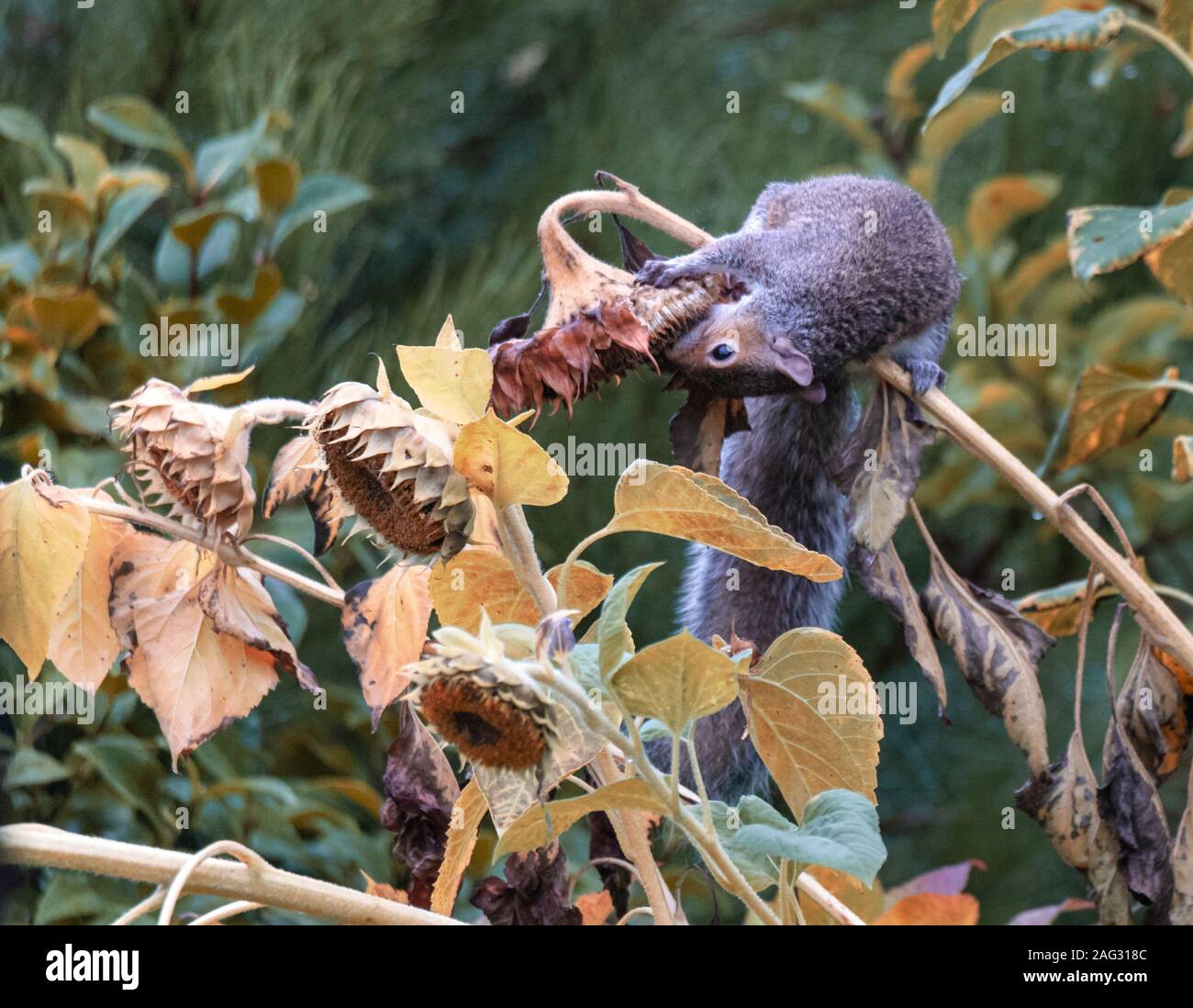 Altes Eichhörnchen, das die Herbstsonnenblumen frisst Stockfoto