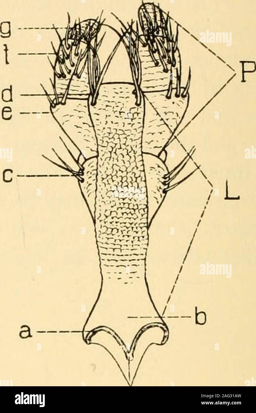 . Smithsonian sonstige Sammlungen. Abb. 13, A.-Gnathotrichus rctusnsLee.: Labium, ventralen Aspekt. L, ligula; M, mentum; Pp, palpifer; ein. Basis der ligula; h, Hals von MENTUM; c, ventralsetae des palpifer; d, vorderen Teil ofligula; c, erste gemeinsame von palpus;/, zweite palpus jointof; g, dritten gemeinsamen von palpus.. Abb. 13, B.-Gnathotrichus rctusiisLee.: Labium, dorsalen Aspekt. P, palpus; L, ligula; a, Artikulation von thelabium; b, Basis der ligula; c, dorso-lateralsetae des palpifer; d, dorso-anterior setaeof der ligula; e, f, g, Erste, Zweite und thirdjoint des palpus. Stockfoto