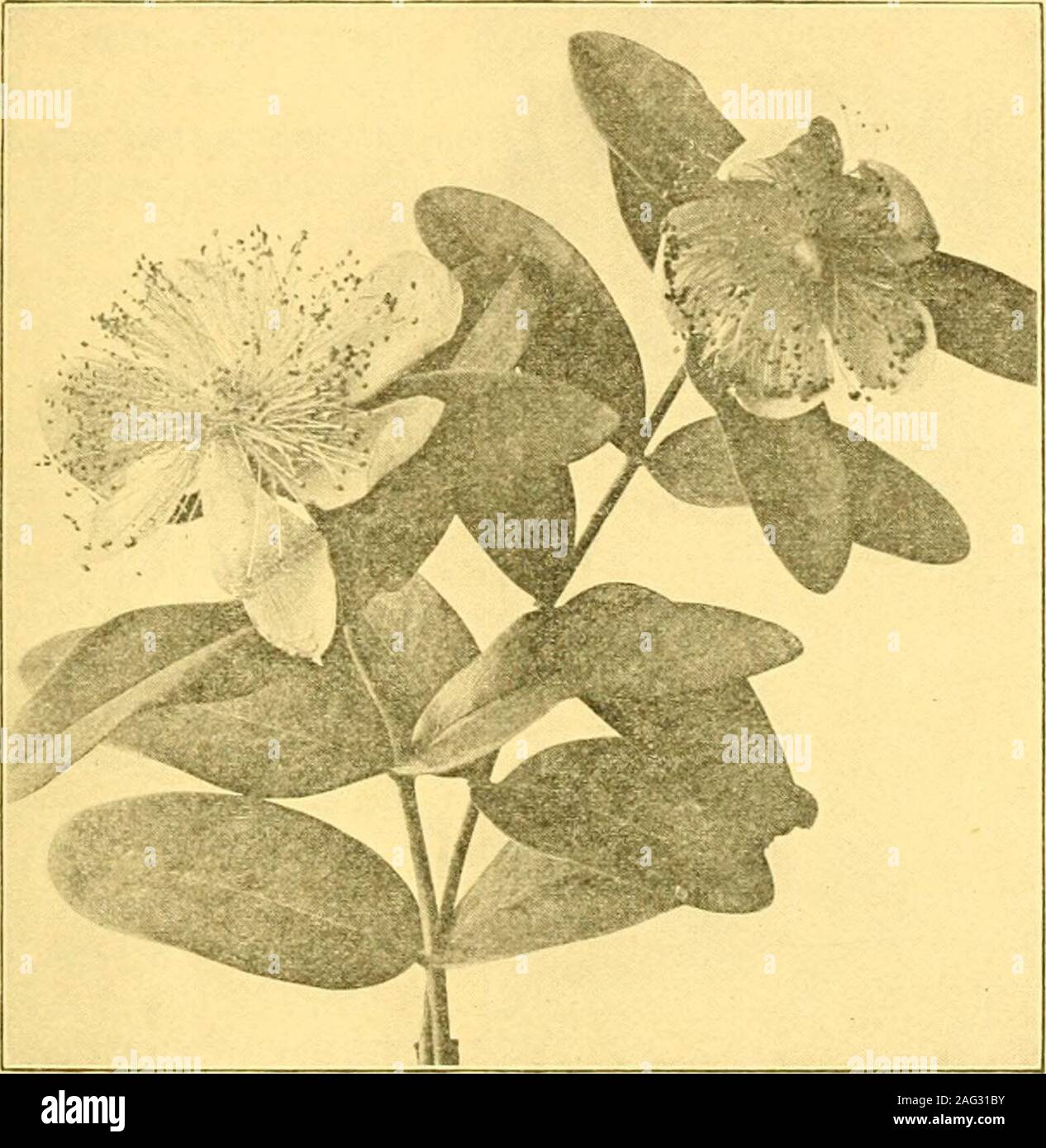 . Feld und Wald pflanzen. Platte II. Blumen auf den Wald. 1. Große Valerian. 2. Fingerhut. 3. Succory-leaved Falken - Bart. 4. Nessel-leaved Bell - Blume. 5. Broad-leaved Helleborine. 6. Haarige Brome - Gras. Wäldern und Dickichten im Sommer 131 ist ein Woody Mutter, kugelig oder mehr oder weniger schräg, 5-celled, withtwo Samen in jeder Zelle. Eine kleine-leaved Sorte, manchmal als verschiedene Arten [Tilia parvifolia), hat eine dünne, eckige Obst, und eine weitere knownas Tilia grandifolia, hat sehr große, breite Blätter, downy auf beiden. Die GROSSE-FLO^TEN ST. JOHNS WÜRZE. Seiten, und ein flaumiger Obst mit drei Stockfoto