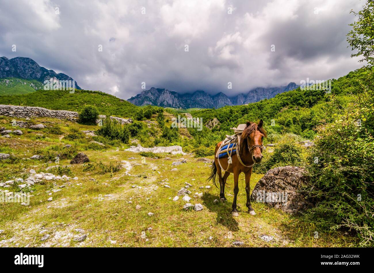 Pferd mit Kabelbaum und Sattlerei in der albanischen Berge Theth Stockfoto